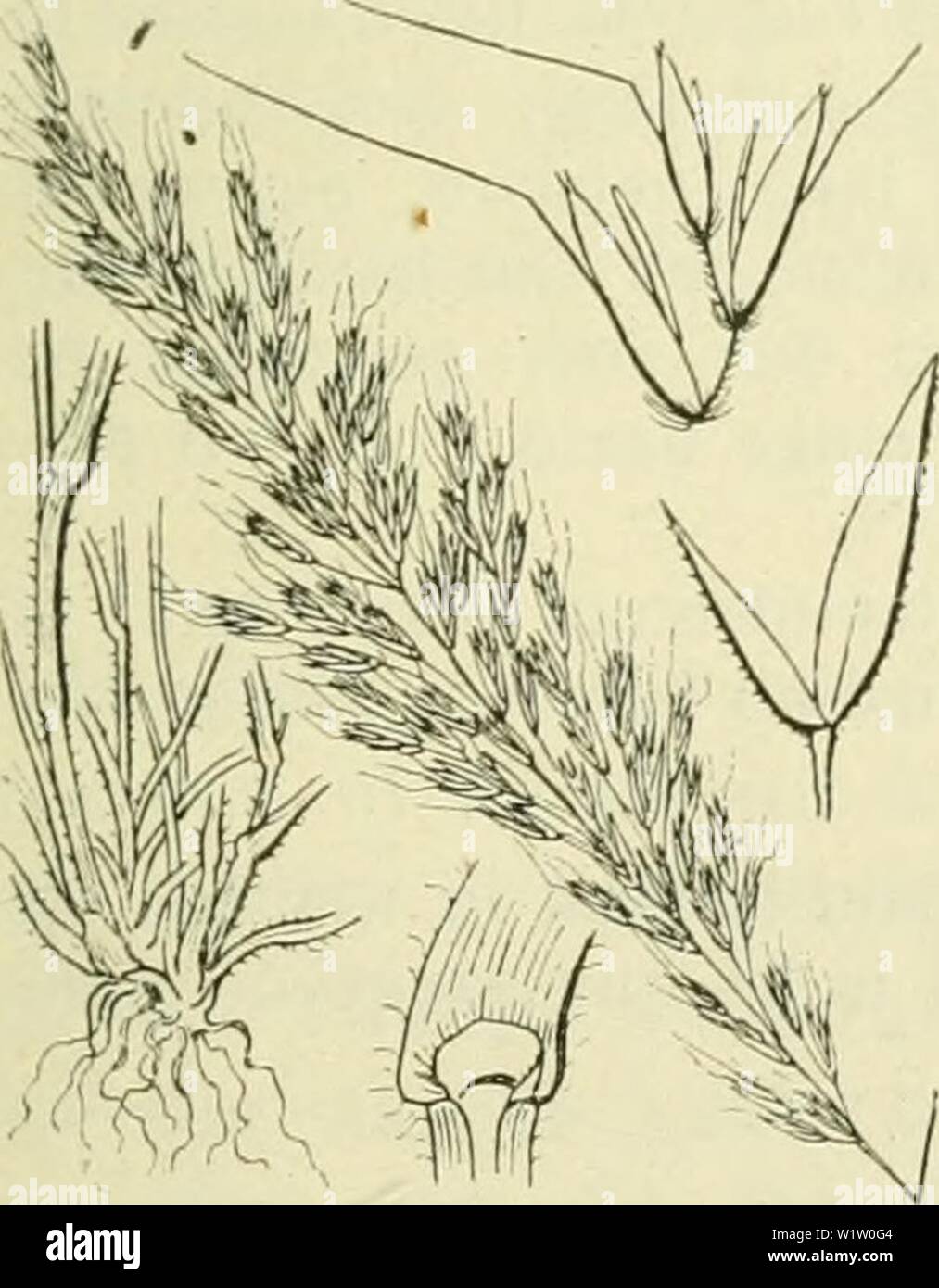 Archive image from page 538 of De flora van Nederland (1909-11). De flora van Nederland  defloravannederl01heuk Year: 1909-11. Avena pratensis Fig. 431. Deze soort is (Trisétum'-) flavéscens P. B.) Goud haver (fig. 432). grasgroen. Zij heeft een kruipenden wortelstok en 1 of eenige stengeis, waaronder niet-bloeiende loten (zij vormt losse zoden). De stengels zijn rechtop- staand of aan den voet geknikt, in de knoopen of iets daaronder vaak met rugwaarts gerichte haren bezet, onder de pluim meest geheel kaal. De bla- den zijn vrij smal en vlak, in de jeugd opgerold, met een meest door dunne zac Stock Photo