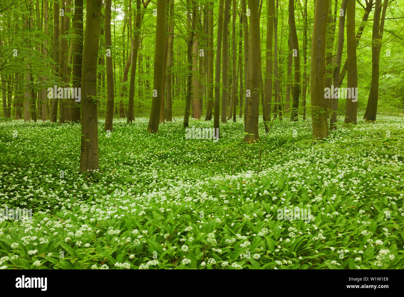 flourishing wild garlic, Hainich national park, Thuringia, Germany Stock Photo