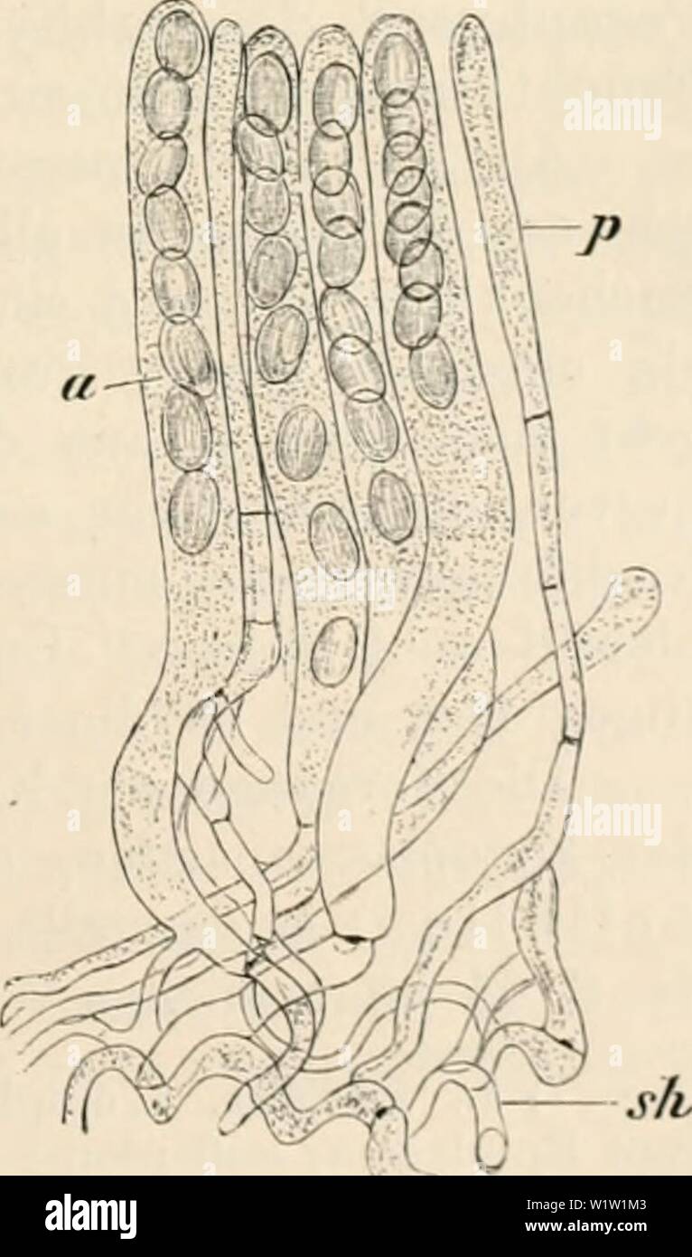 Archive image from page 548 of Das botanische praktikum, anleitung zum. Das botanische praktikum, anleitung zum selbststudium der mikroskopischen botanik für anfänger und geübtere, zugleich ein handbuch der mikroskopischen technik  dasbotanischepra00stra Year: 1923 XXIV. Abschnitt. Fortpflanzung der Pilze, Flechten und Myxomyceten. Kernversclinielzungen und Kernteilungen im Ascus der Ascomyceten. Bau, Reinkultur und Sporenbildung der Hefe. Entwicklung und Bau der Myxomyceten. M ü r c li r 1 1 ii  i- in . 1 k o 11 o 1 , oder frisch. Eine Amanita-, Psalliota-c, der Russnla-Art, frisch, oder in Stock Photo