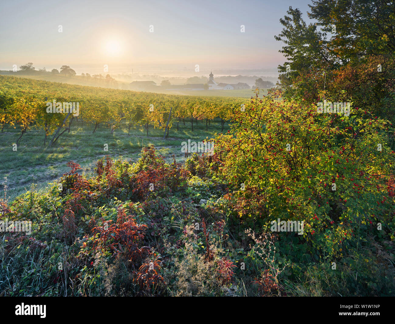 vineyards, Freigut Heurige, Gumpoldskirchen, Thermal Region, Lower Austria, Austria Stock Photo