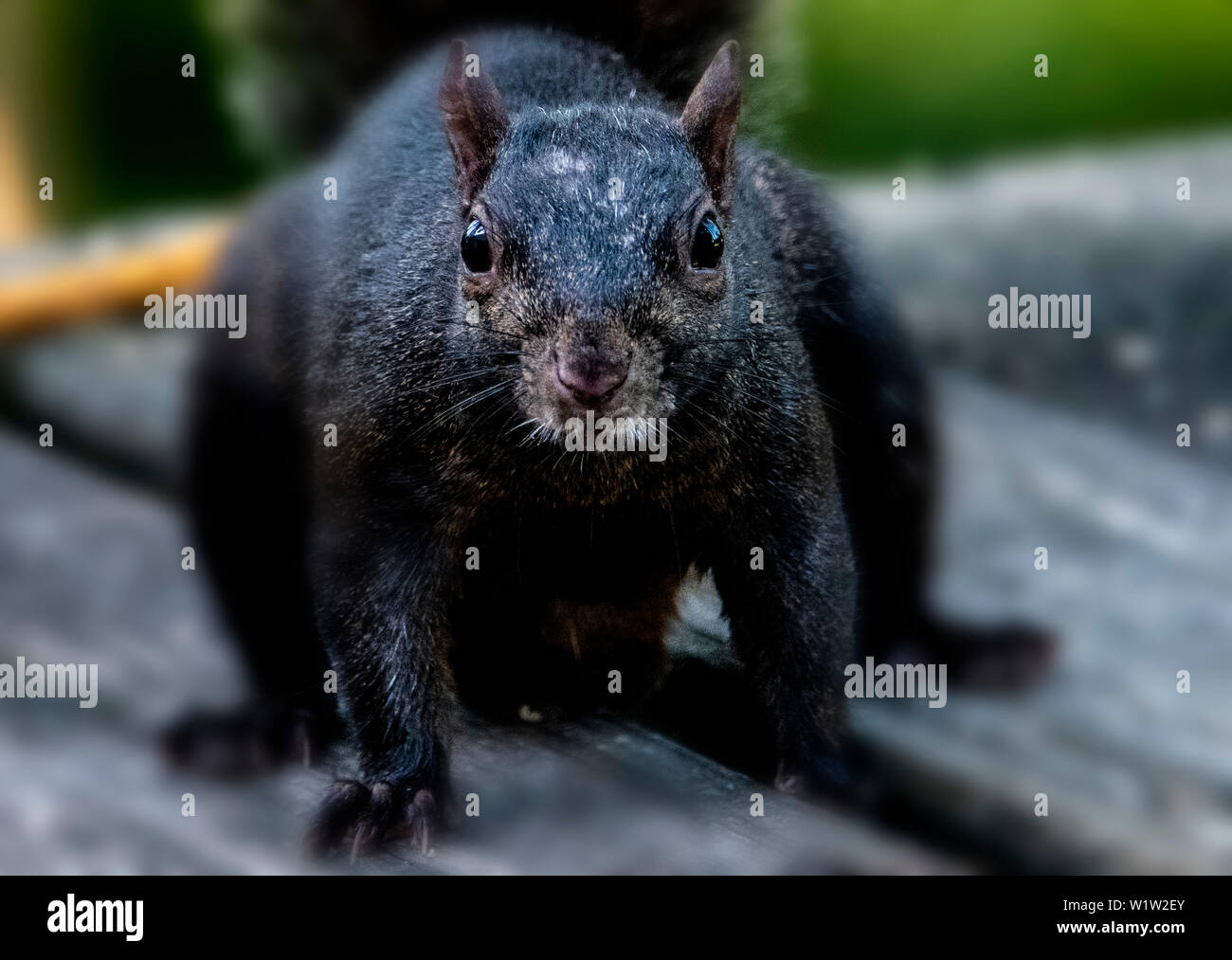 On the deck Stock Photo