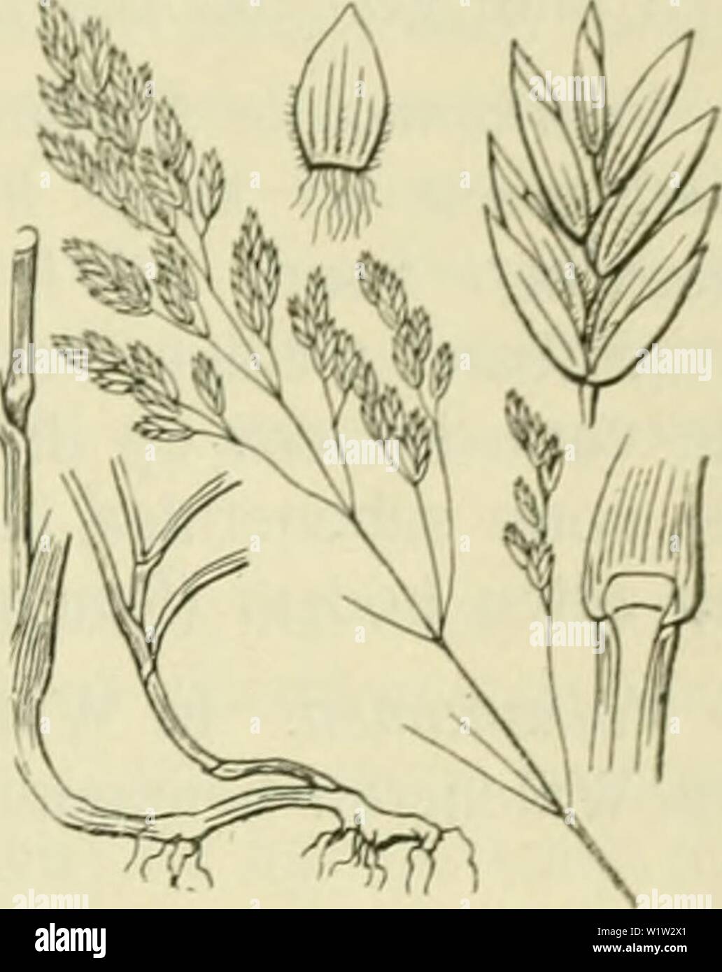 Archive image from page 554 of De flora van Nederland (1909-11). De flora van Nederland  defloravannederl01heuk Year: 1909-11. FAMILIE 18. GRAMINAE. 513    Poa pratensis Fig. 450. P. pratensis ') L. Veld b e e m d j.( r a s (fig. 450). De plant is meest grasgroen. Zij heeft een tot ver over 1 dM lengte krui- penden wortelstok. De stengel is glad, meest rond of iets samengedrukt, doch nooit zoo sterk als bij P. compressa en P. sudetica. De bladen hebben een gladde, meest op den rug afgeronde, zelden gekielde scheede en een meest vrij smalle (circa 4 niM), boven aan den rand en vaak beneden aan Stock Photo