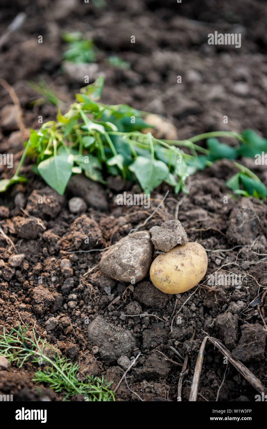 Potato harvest, field, potatoplant, crop, harvest, harvesting, farmer, organic, agriculture