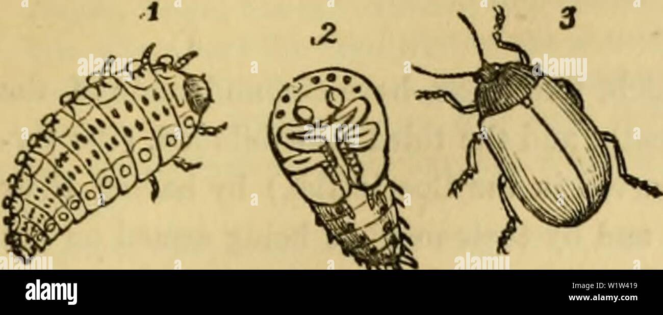 Archive image from page 564 of Cuvier's animal kingdom  arranged. Cuvier's animal kingdom : arranged according to its organization  cuviersanimalkin00cuvi Year: 1840 COLEOPTERA. 553    Chrysomela sanguinolenta [a common British species], four lines long, black or blue-black, with the Bides of the thorax thickened, and the elytra with a broad margin of red. It is found on the earth in fields, at the sides of oot-paths. Chrysomela populi, Linn., is blue, with red elytra, having a small black mark at the tip. It is found in the willow and poplar, on which its larva lives, often in society. [It is Stock Photo
