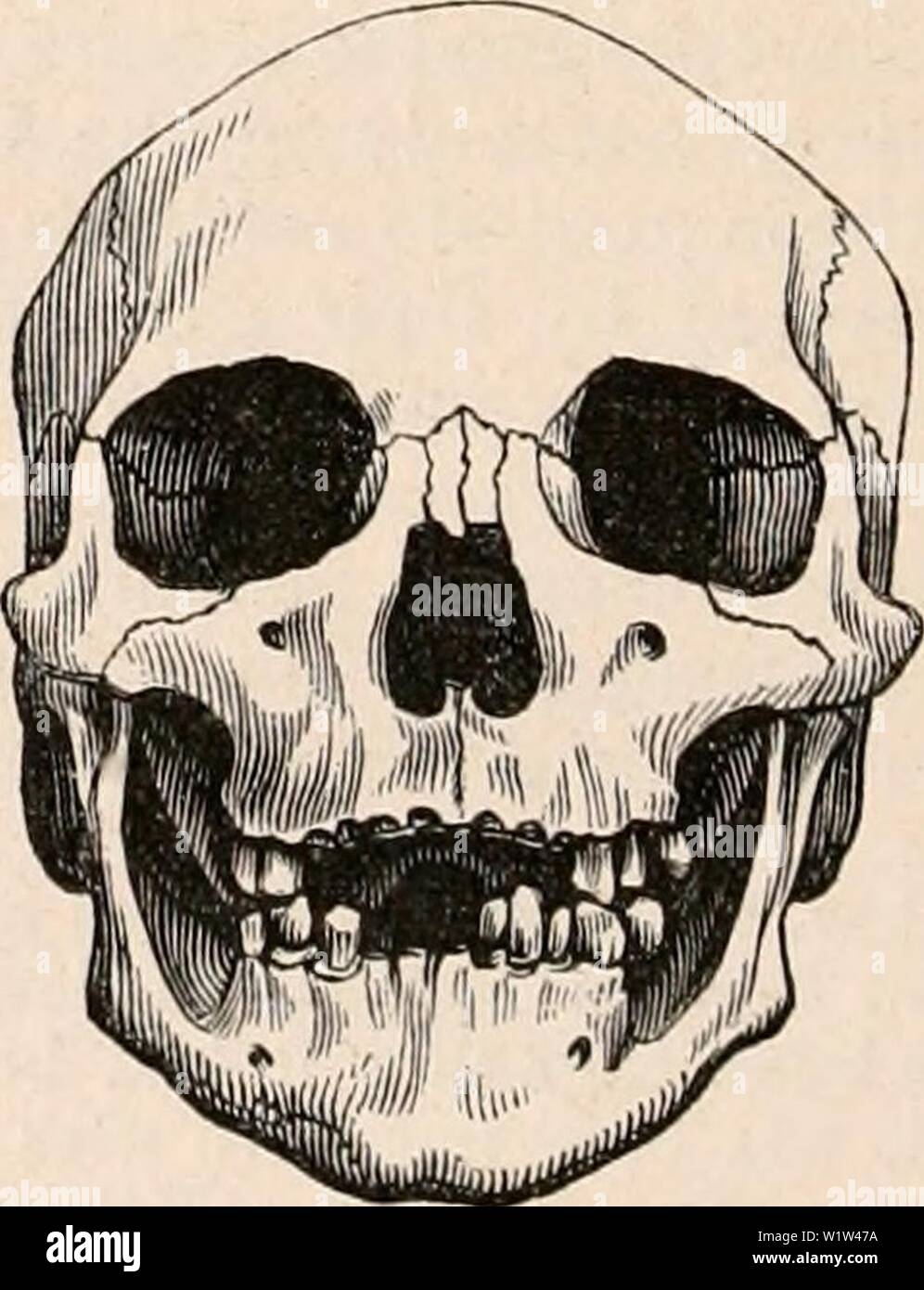 Archive image from page 565 of The cyclopædia of anatomy and. The cyclopædia of anatomy and physiology  cyclopdiaofana0402todd Year: 1849 the colour darker, but the cheek bones are more prominent, the hair coarse, scanty, and straight, the nose flattened; and sometimes the lips are very thick, and the jaws project, so that we have indications of a transition towards both the pyramidal and the progna- thous types. The south-western portion of Asia is occu- pied by the Arabs and other Semitic races, which, as will be presently explained, form the transition between the proper Asiatic and pro- pe Stock Photo