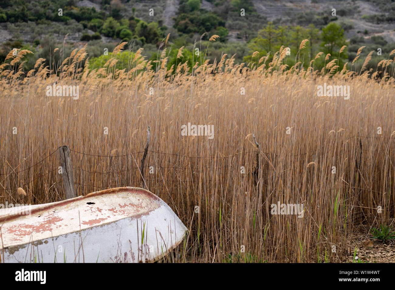 white old fishing boat laying in the middle of reed Stock Photo - Alamy