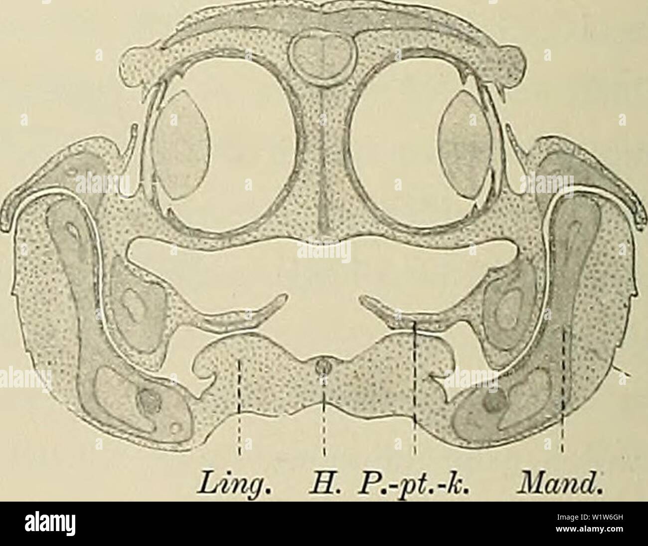 Archive image from page 585 of Denkschriften der Medicinisch-Naturwissenschaftlichen Gesellschaft zu. Denkschriften der Medicinisch-Naturwissenschaftlichen Gesellschaft zu Jena  denkschriftender6101medi Year: 1879 Mand.    3. P.-pt.-k. Mand. Fig. 8a—c. Lacerta viridis. Querschnitte durch den Kopf, 2/1. Die Ebenen der Querschnitte sind aus der Lage der mit der Figurenbezeichnung übereinstimmenden Buchstaben auf der linken Seite der Fig. 7 zu ersehen. Der Querschnitt a trifft den Kopf unmittelbar hinter der inneren Choane, b im Bereiche des hintersten Theiles der Gaumenfalte (G.-F.), c dicht vor Stock Photo