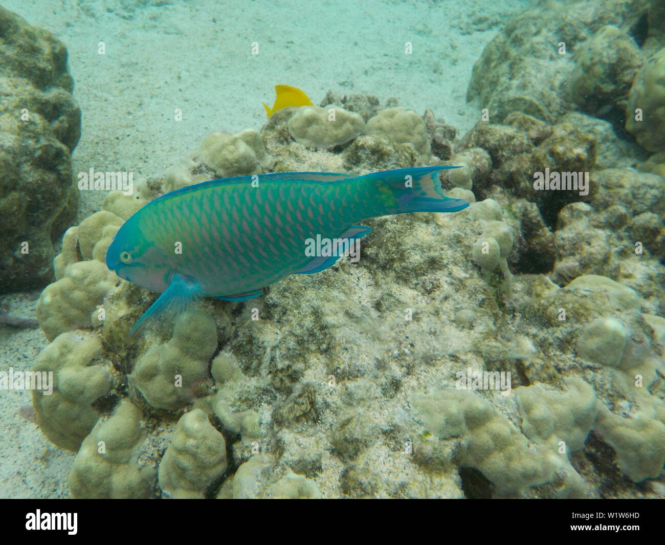 Wild Swimming Hawaiian Parrotfish Stock Photo