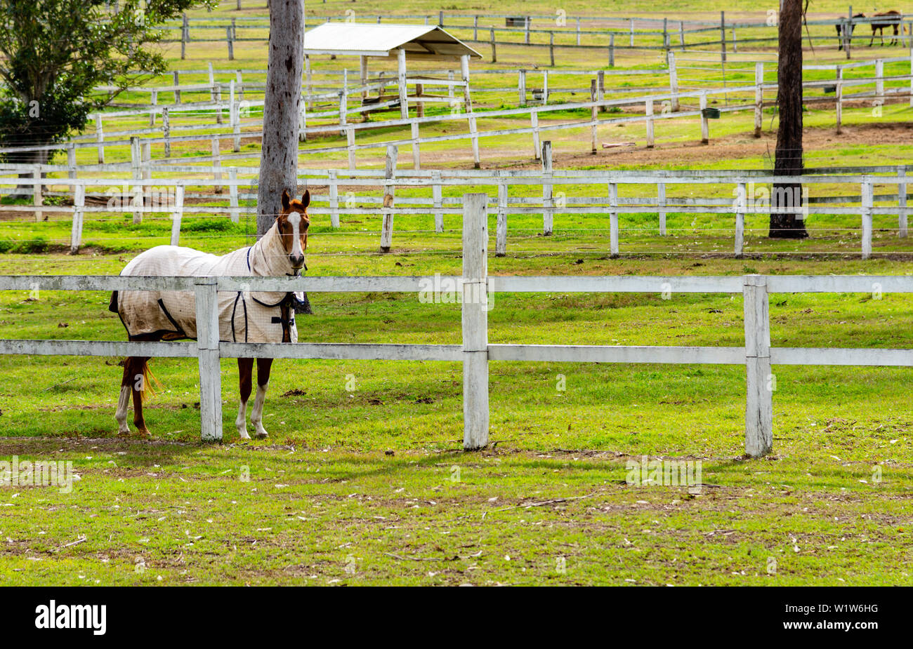 A stud farm hires stock photography and images Alamy