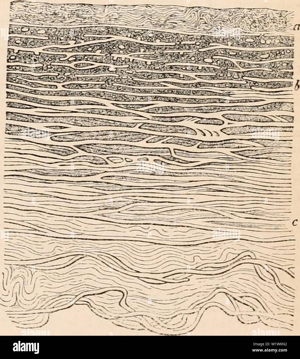 Fibrous parallel veins hi-res stock photography and images - Alamy
