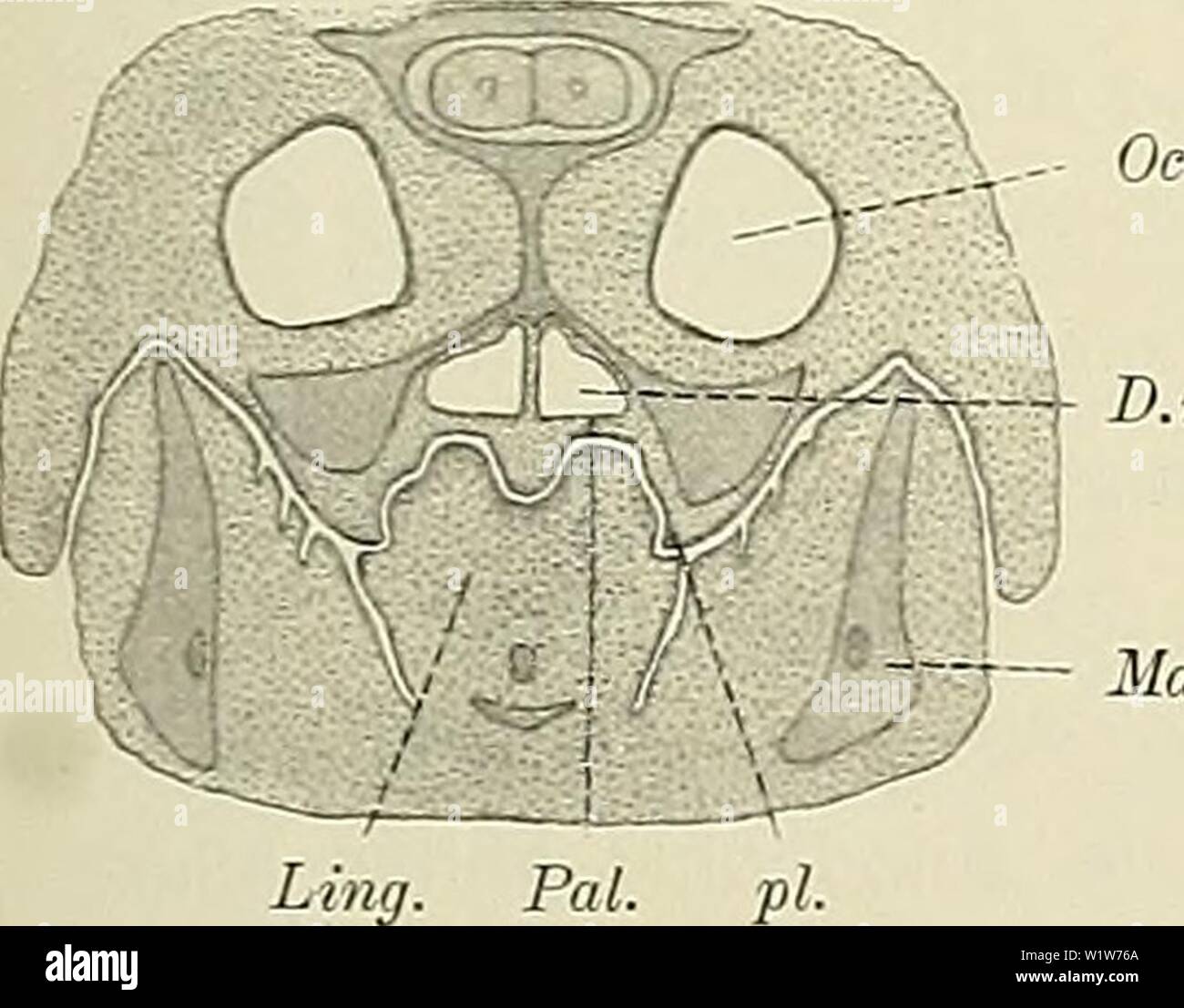 Archive image from page 590 of Denkschriften der Medicinisch-Naturwissenschaftlichen Gesellschaft zu. Denkschriften der Medicinisch-Naturwissenschaftlichen Gesellschaft zu Jena  denkschriftender6101medi Year: 1879 Unter den Cheloniern fand ich nur bei Testudo eine innige Fig. 17. Testudo graeca. MundhÃ¶hlen- Beziehung zwischen Kehlkopf und Choane. Ob eine solche aber nicht dach, 1,5/1. Ap. ext. Ã¤ussere NasenÃ¶ffhung, doch noch in weiterer Verbreitung besteht, mÃ¼sste erst eine aus- pl. Umgrenzung des die Choanen auf- nehmenden Feldes am MundhÃ¶hlendach. Sonstige Bezeichnungen s. ErklÃ¤rung zu Stock Photo