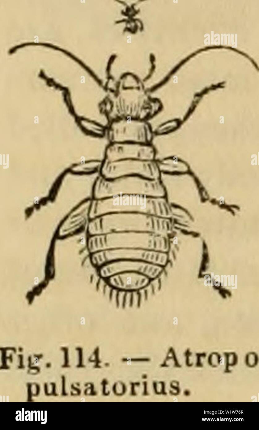 Archive Image From Page 591 Of Cuvier S Animal Kingdom Arranged Cuvier S Animal Kingdom Arranged According To Its Organization Cuviersanimalkin00cuvi Year 1840 580 Insecta T Lucifugus Na Flavicollis Inhabit The South Of