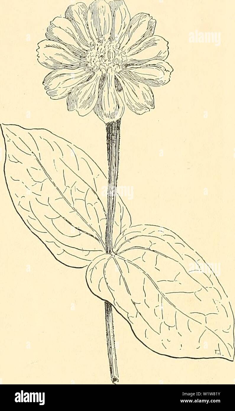Archive image from page 602 of Cyclopedia of American horticulture, comprising. Cyclopedia of American horticulture, comprising suggestions for cultivation of horticultural plants, descriptions of the species of fruits, vegetables, flowers, and ornamental plants sold in the United States and Canada, together with geographical and biographical sketches  cyclopediaofamer04bail4 Year: 1900 ZINNIA ZINNIA 2011 compared with the dahlia. Among gardeu composites its only rivals in point of color range are the chrysan- themum, dahlia, China aster and cineraria. Among gar- den annuals in general the Zin Stock Photo