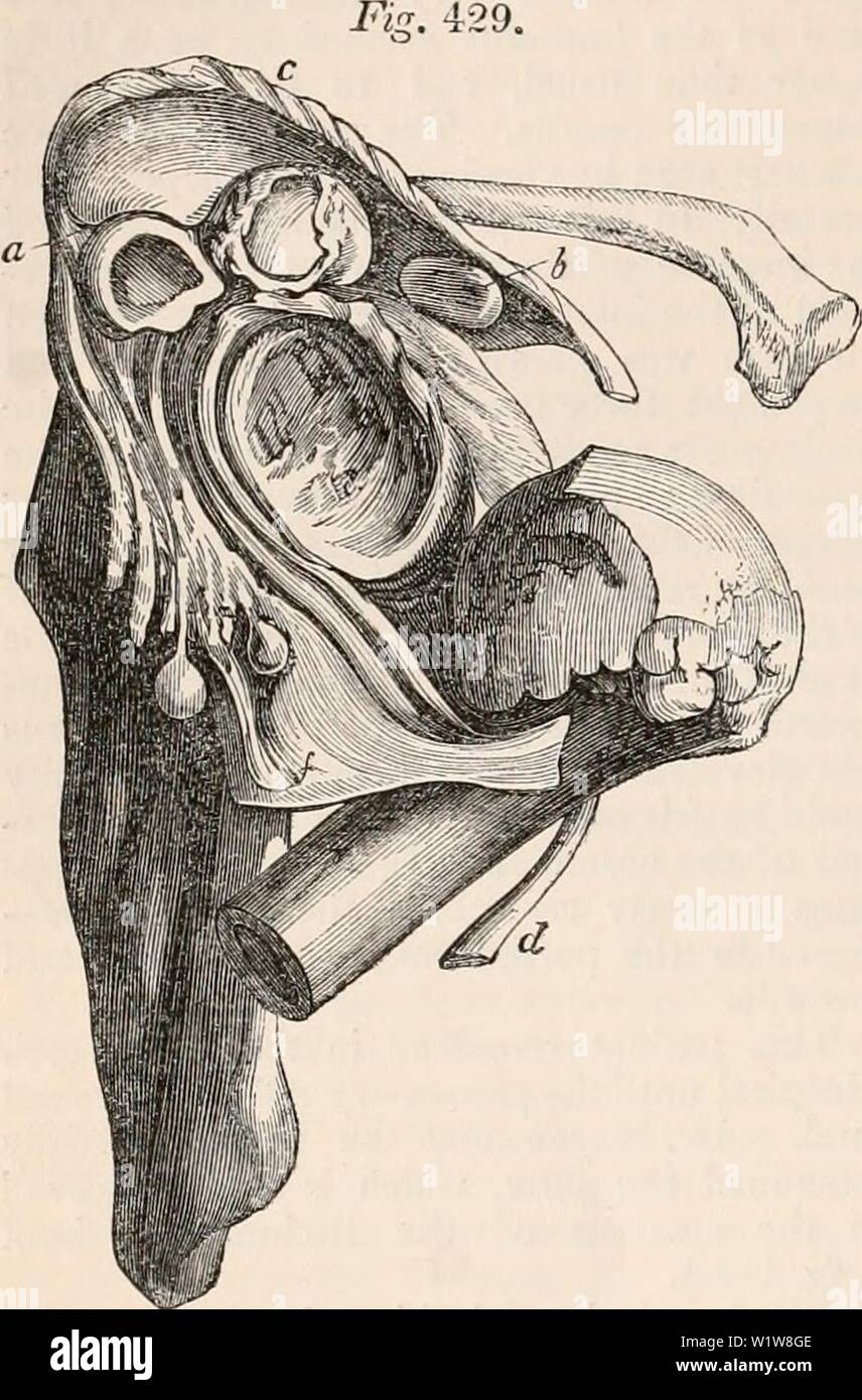 Archive image from page 611 of The cyclopædia of anatomy and. The cyclopædia of anatomy and physiology  cyclopdiaofana0401todd Year: 1847 590 ABNORMAL CONDITIONS OF THE SHOULDER JOINT. bicipital groove. It was remarkable that the acromion process and other portions of bone, te. 429.    Case of J. Byrne. — Chronic rheumatic arthritis. a, line of complete division of the acromion into two portions; b, coracoid process; c, acromial end of the clavicle, worn by the attrition of the head of the hnmerus; d, tendon of the biceps adherent to the bone; e, glenoid cavity ; f, capsule widen- ed ; foreign Stock Photo