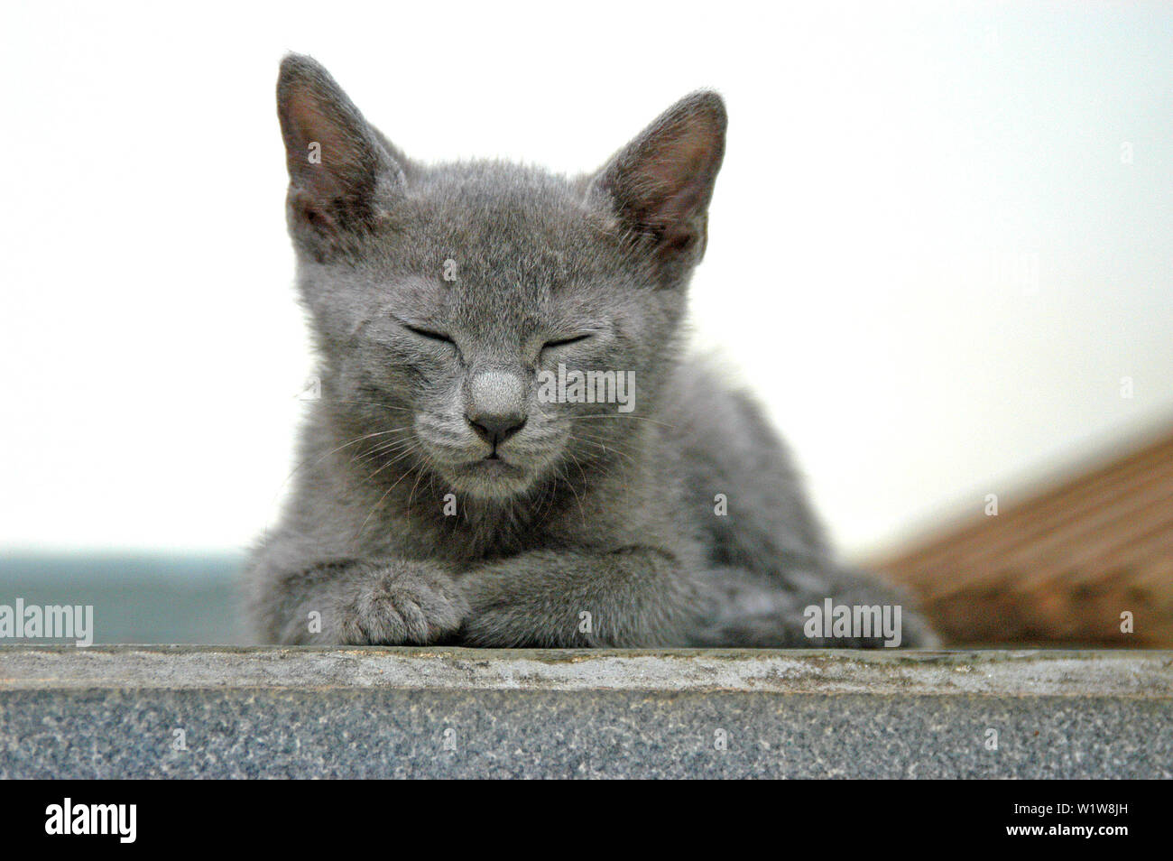 Gray cat sleeping hi-res stock photography and images - Alamy