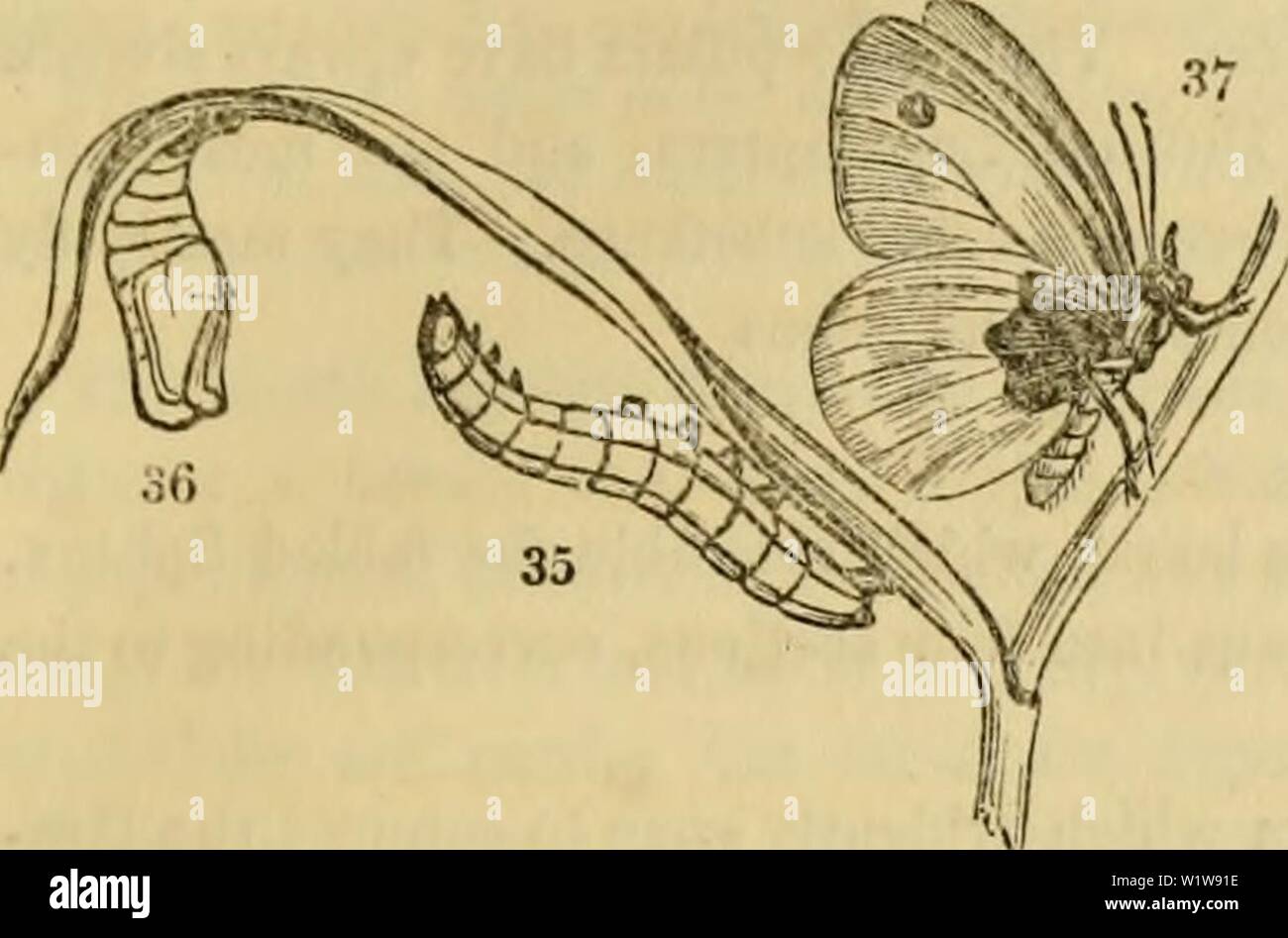 Archive Image From Page 618 Of Cuvier S Animal Kingdom Arranged Cuvier S Animal Kingdom Arranged According To