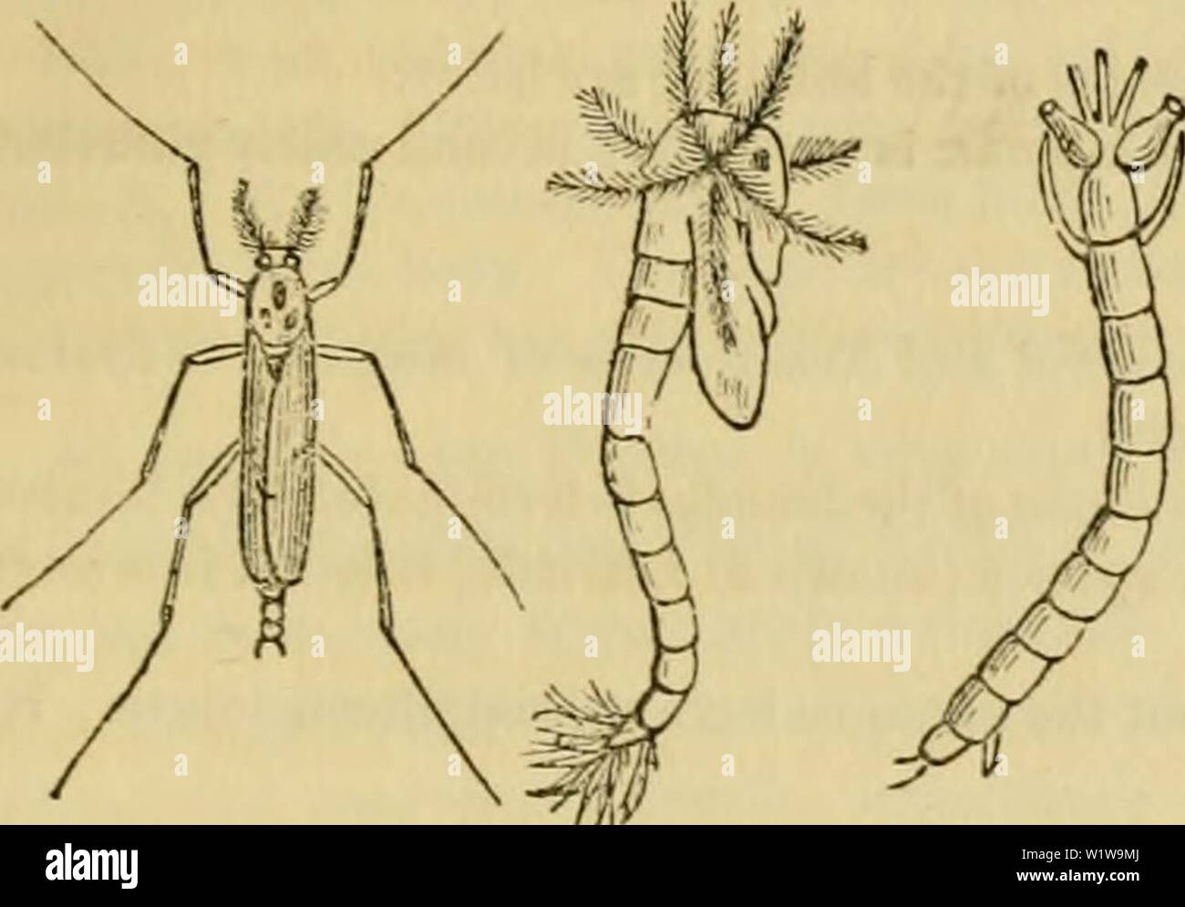 Archive Image From Page 630 Of Cuvier S Animal Kingdom Arranged Cuvier S Animal Kingdom Arranged According To Its Organization Cuviersanimalkin00cuvi Year 1840 Diptera 619 A Perpendicular Or Incurved Beak The Palpi Archive Image From Page 630 Of Cuvier S Animal Kingdom Arranged Cuvier S Animal Kingdom Arranged According To Its Organization Cuviersanimalkin00cuvi Year 1840 Diptera 619 A Perpendicular Or Incurved Beak The Palpi