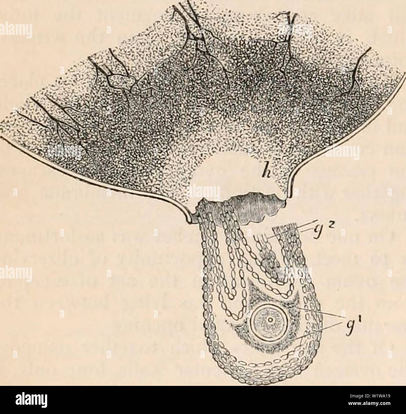 Archive image from page 635 of The cyclopædia of anatomy and. The cyclopædia of anatomy and physiology  cyclopdiaofana05todd Year: 1859 560 UTERUS AND ITS APPENDAGES. cess occurs in the rabbit. Here is represented a portion of a ripe Graafian vesicle, which was upon the point of discharging an ovum. The follicle, after being dissected out of the ovary, has been subjected to slight lateral pressure in the compressorium, by which the follicle has been burst at the point (//) preparing for rup- ture. The ovisac has given way at the thin- nest point, and the ovum, surrounded by the tunica granulos Stock Photo