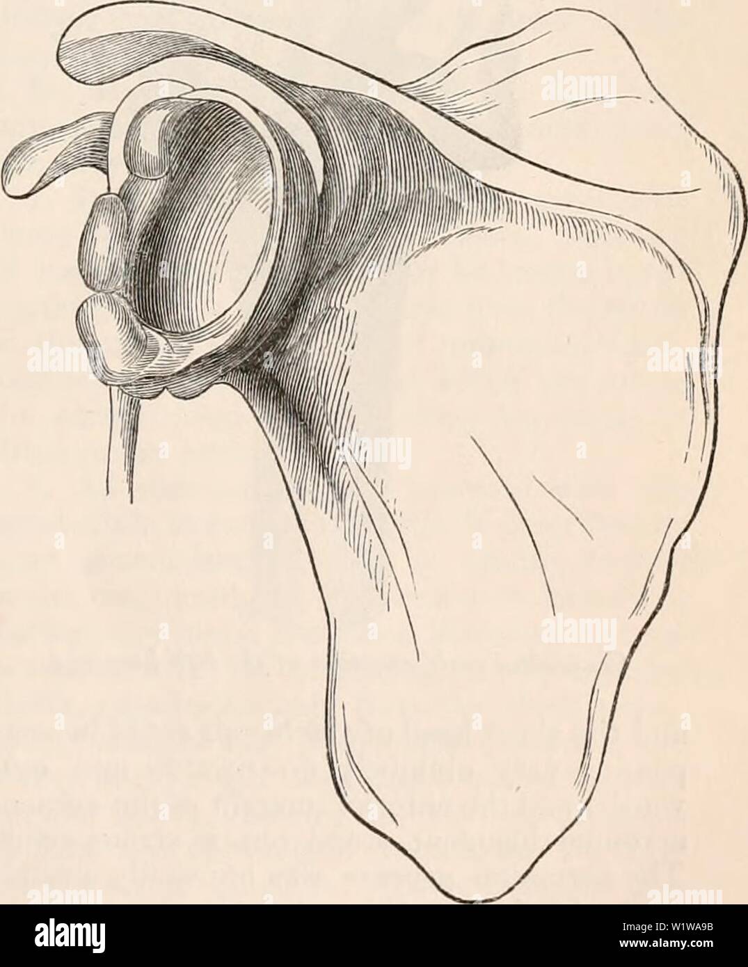 Archive image from page 640 of The cyclopædia of anatomy and. The cyclopædia of anatomy and physiology  cyclopdiaofana0401todd Year: 1847 ABNORMAL CONDITIONS OF THE SHOULDER JOINT. 619 flammation of the membranes of the brain, and Dr. Smith made the post-mortem ex- amination. Upon entering the room his attention was attracted by the appearances which the shoulder joints presented. The de- viations from the normal state were most remarkable at the left side. The muscles of the shoulder and arm were atrophied, the acromion process projected considerably, and the head of the humerus could be perc Stock Photo