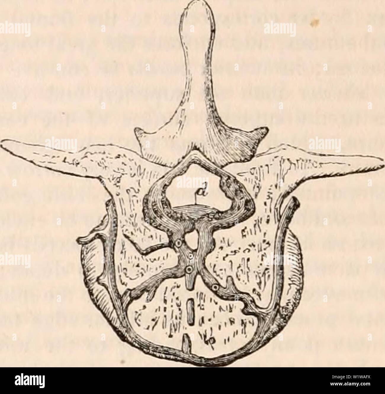 Archive image from page 643 of The cyclopædia of anatomy and. The cyclopædia of anatomy and physiology  cyclopdiaofana03todd Year: 1847 Spinal sinuses viewed from before. (After Breschet.) The anterior part of the basis cranii and the face have been removed, as also the bodies of the vertebrae. /, lateral sinus descending to form its junction •with the jugular vein; c, cavernous sinus; v, ver- tebral artery, the longitudinal sinuses with their transverse connecting veins, lying immediately be- hind the bodies of the vertebrae. The interior petrosal and the cavernous sinuses appear like con- ti Stock Photo