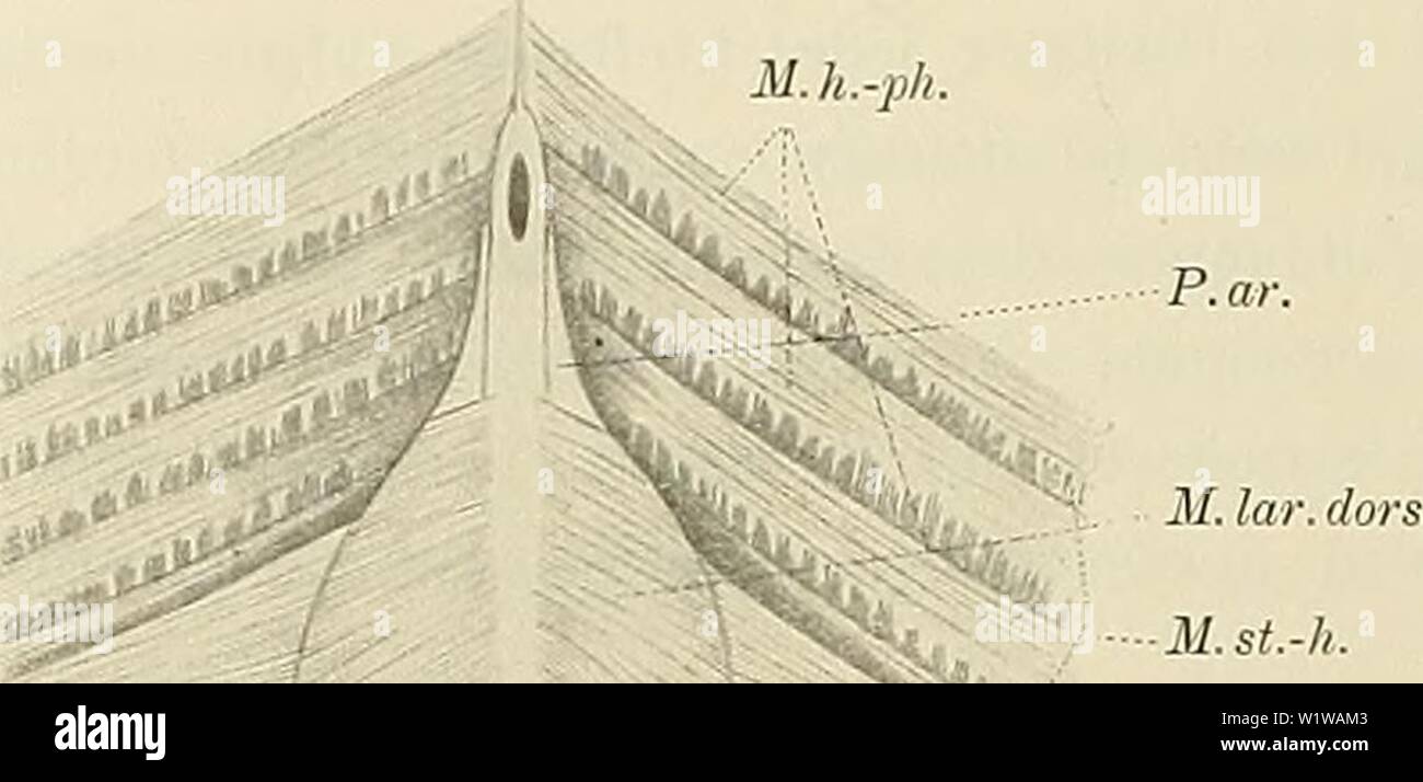 Archive image from page 647 of Denkschriften der Medicinisch-Naturwissenschaftlichen Gesellschaft zu. Denkschriften der Medicinisch-Naturwissenschaftlichen Gesellschaft zu Jena  denkschriftender6101medi Year: 1879 6o6 Beiträge zur vergleich. Anatomie des Kehlkopfes mit bes. Berücksichtigung der Monotremen. 74 M.k.-ph. musculatur völlig von einander trennt. So stellt sie sich bei Proteus und Necturus dar (Textfigur 43—45 M. d.-ph.) Das gleiche Verhalten treffen wir aber selbst auch bei Reptilien. Unter den Schlangen weist es z. B. Tropidonotus natrix auf (Textfigur 48). In beiden Klassen geht v Stock Photo