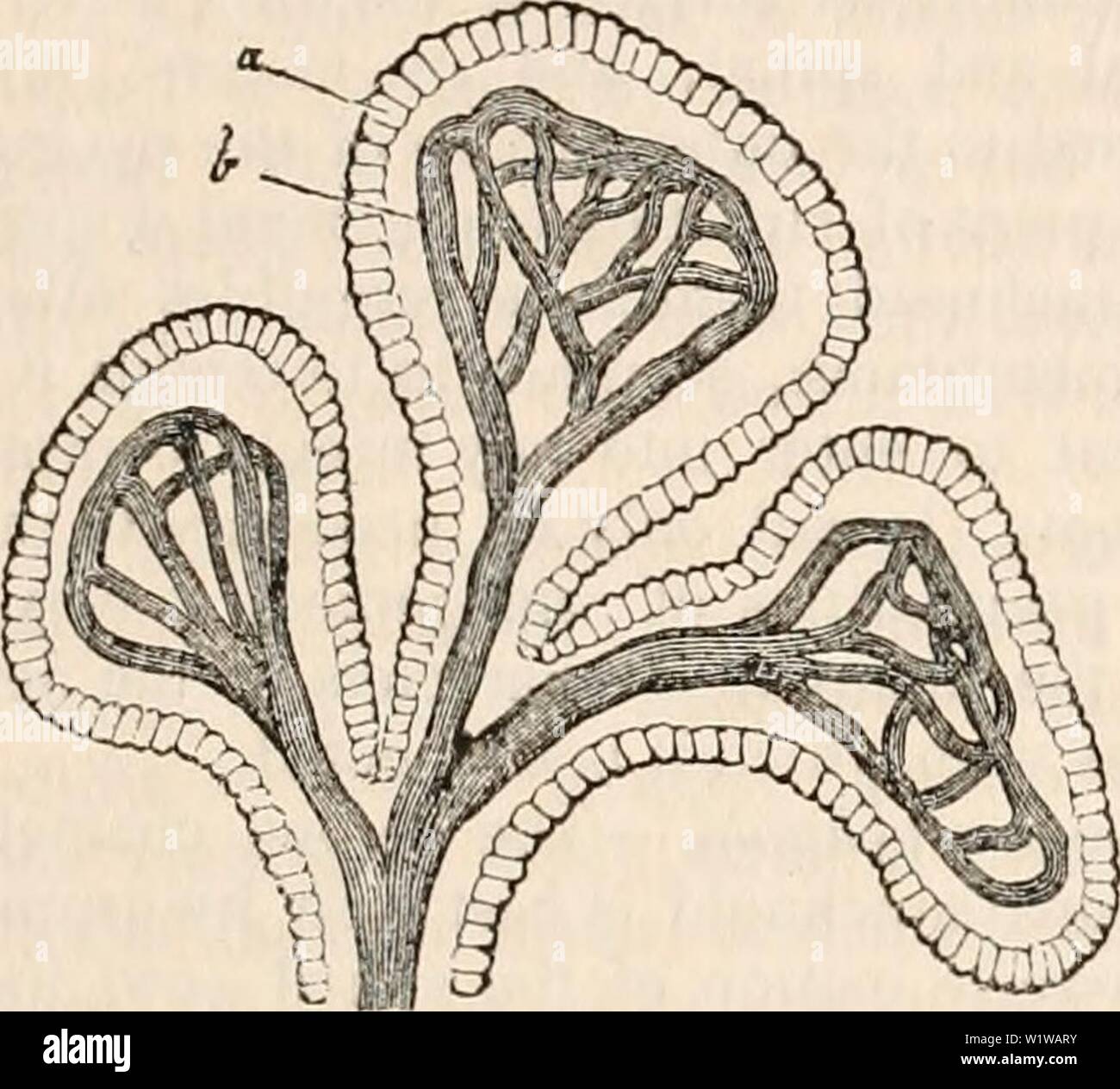 Archive image from page 648 of The cyclopædia of anatomy and. The cyclopædia of anatomy and physiology  cyclopdiaofana03todd Year: 1847 NERVOUS CENTRES. (HUMAN ANATOMY. THE MENINCES.) 635 The surface of each choroid plexus presents many slight projections or folds resembling villi, in which are contained loops and plexi- form anastomoses of minute vessels, very si- milar to the arrangement of the vessels of the villous processes of the chorion of the ovum, or those of the tufts of the placenta. These vessels are surrounded by an epithelium which has much the appearance of that of serous membra Stock Photo