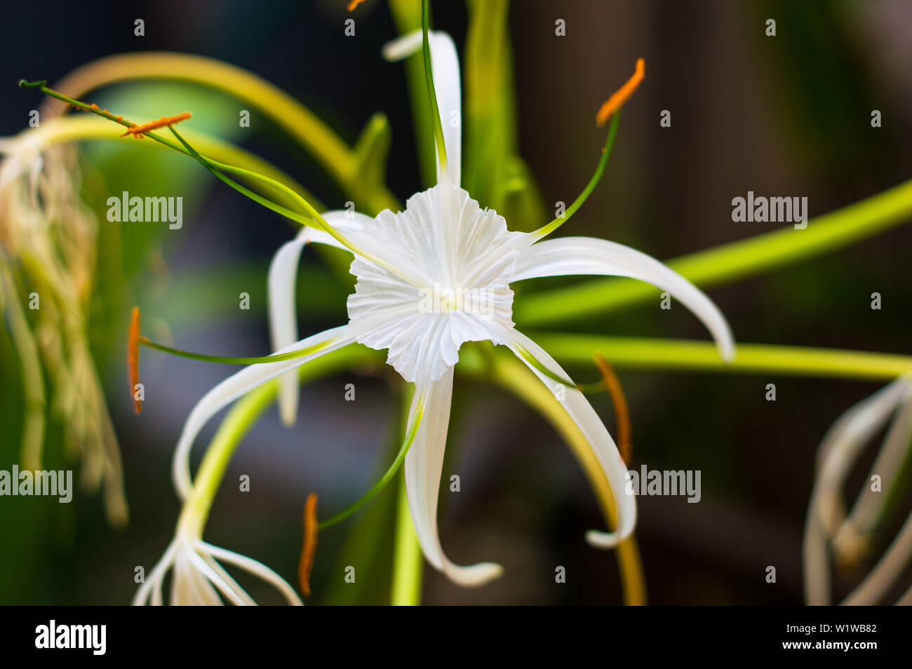 White Spider lily flower, Hymenocallis. Yucatan, Mexico. Stock Photo