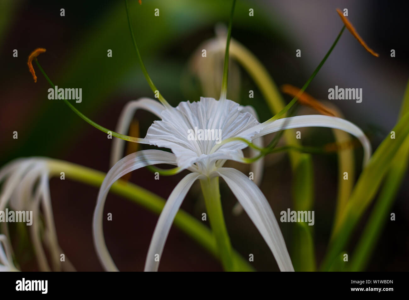 White Spider lily flower, Hymenocallis. Yucatan, Mexico. Stock Photo