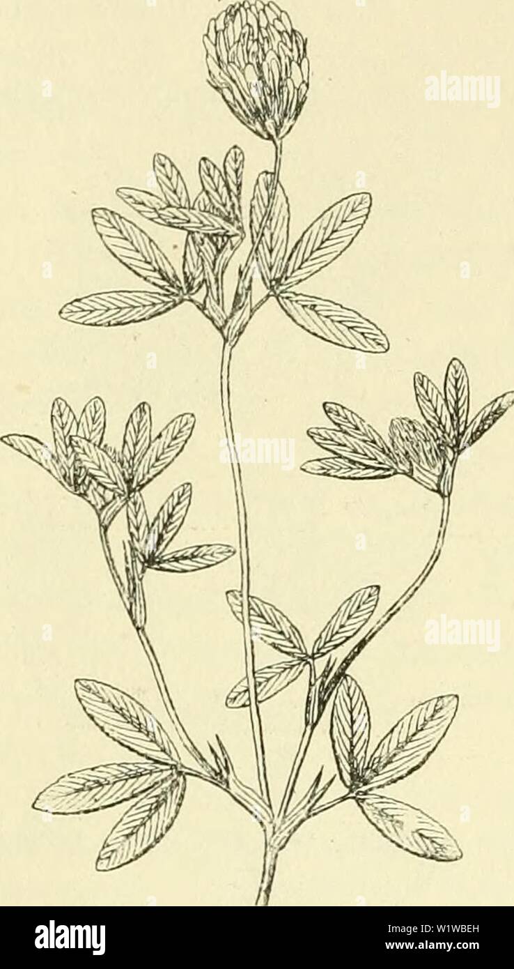 Archive image from page 667 of De flora van Nederland (1909-11) Stock Photo