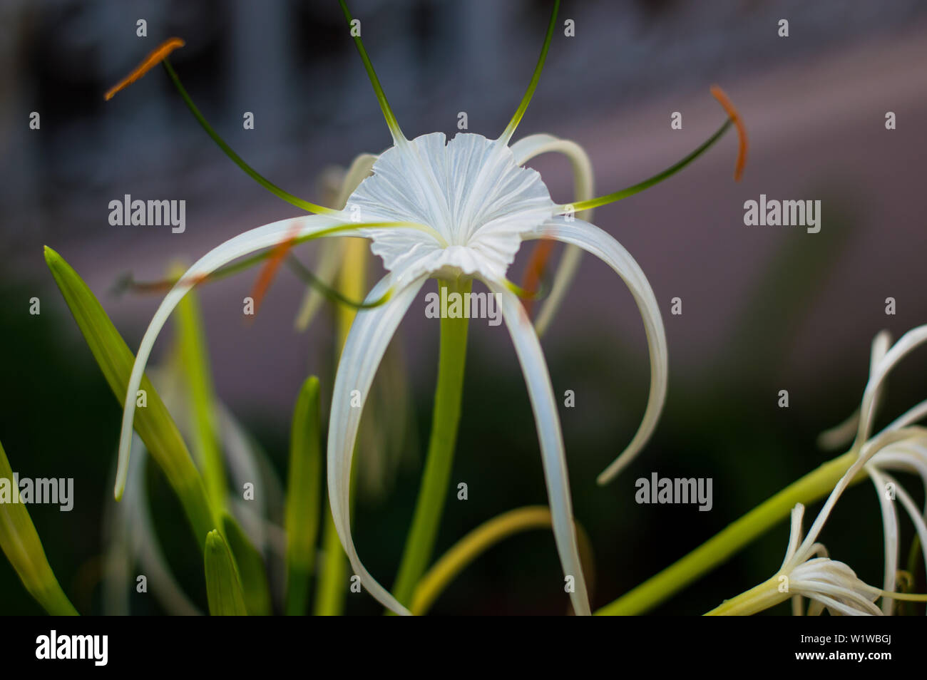 White Spider lily flower, Hymenocallis. Yucatan, Mexico. Stock Photo