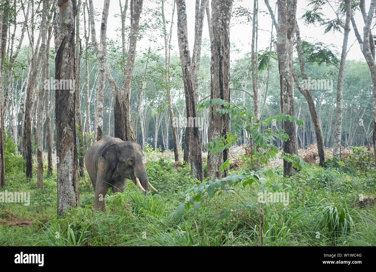 One elephant living in the nature Stock Photo