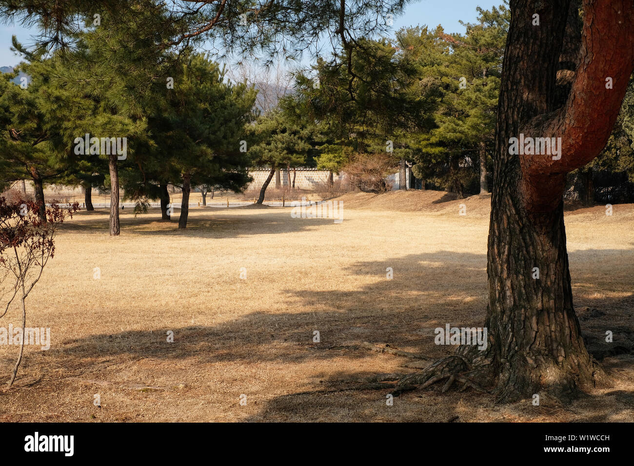 Tranquil scene of under tree shade and dry lawn with pine forest background Stock Photo