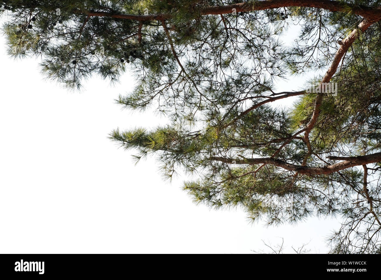 Pine tree branch ( Pinus merkusii ) isolated on white background Stock Photo