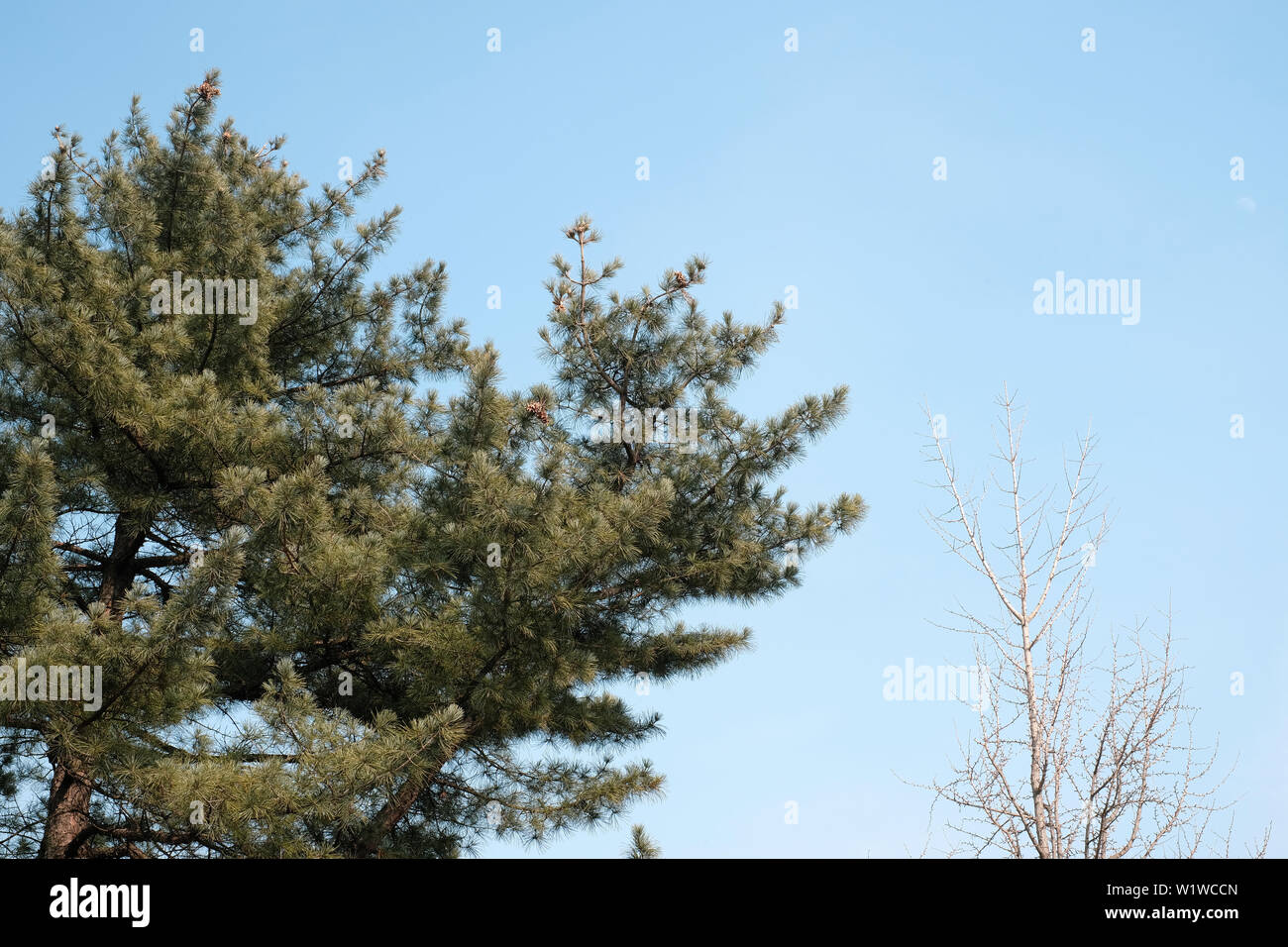 Plants part of pine branch and dry tree in Seoul Stock Photo