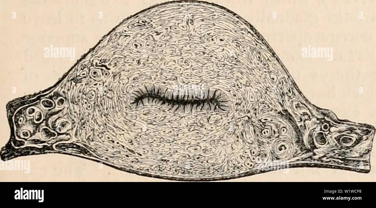 Archive image from page 702 of The cyclopædia of anatomy and. The ...