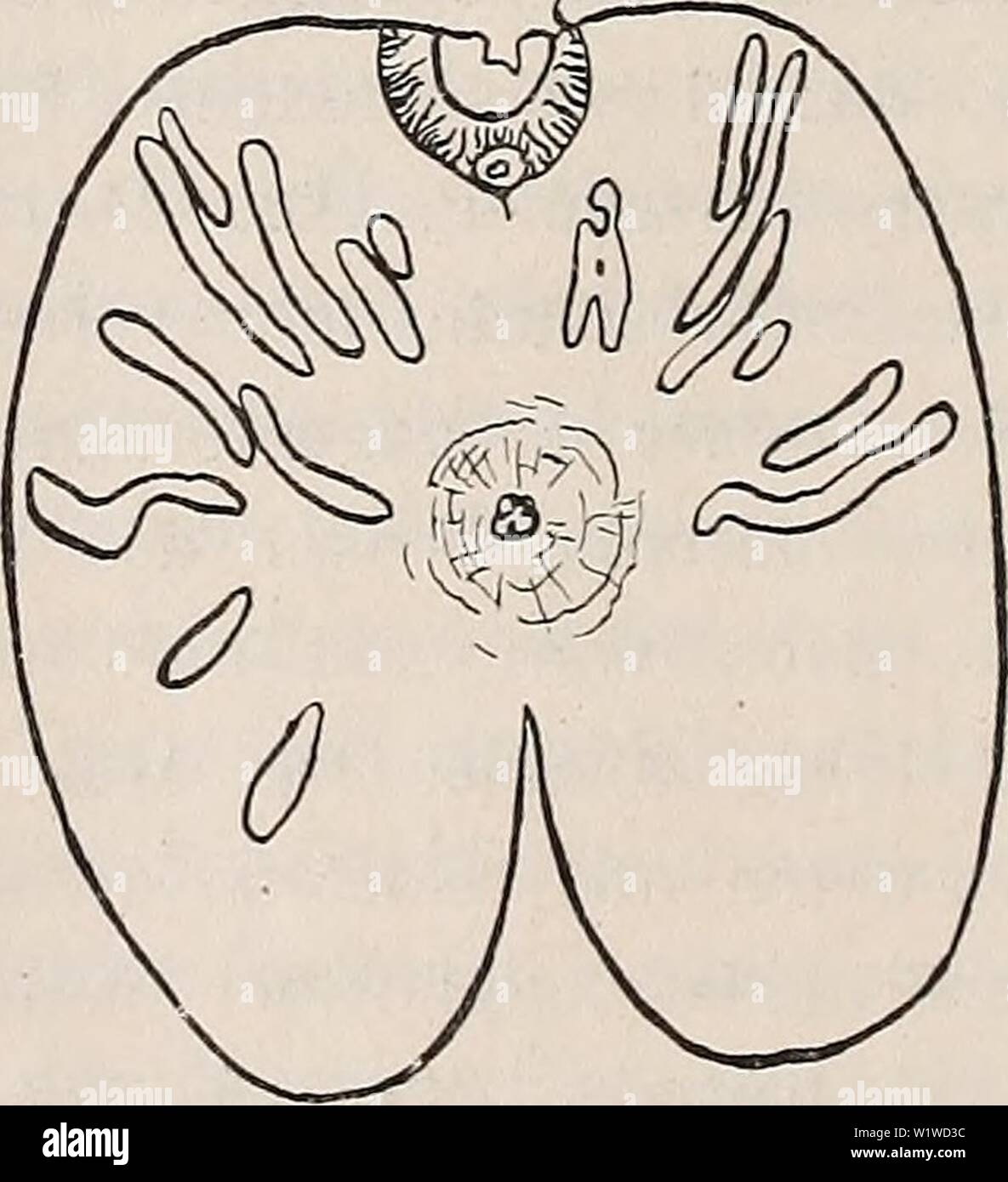 Archive image from page 715 of Denkschriften - Österreichische Akademie der. Denkschriften - Österreichische Akademie der Wissenschaften  denkschriftens951918akad Year: 1850 Cnemidocarpa hemprichi Hartmr. (Stück der Fig. 3 auf Taf. I). Weichkörper, durch einen ventralen Medianschnitt ge- öffnet, auseinandergeklappt, Kiemensack, Darm und Endocarpe entfernt; jv Textfig. 13. Textfig. 14. Stock Photo
