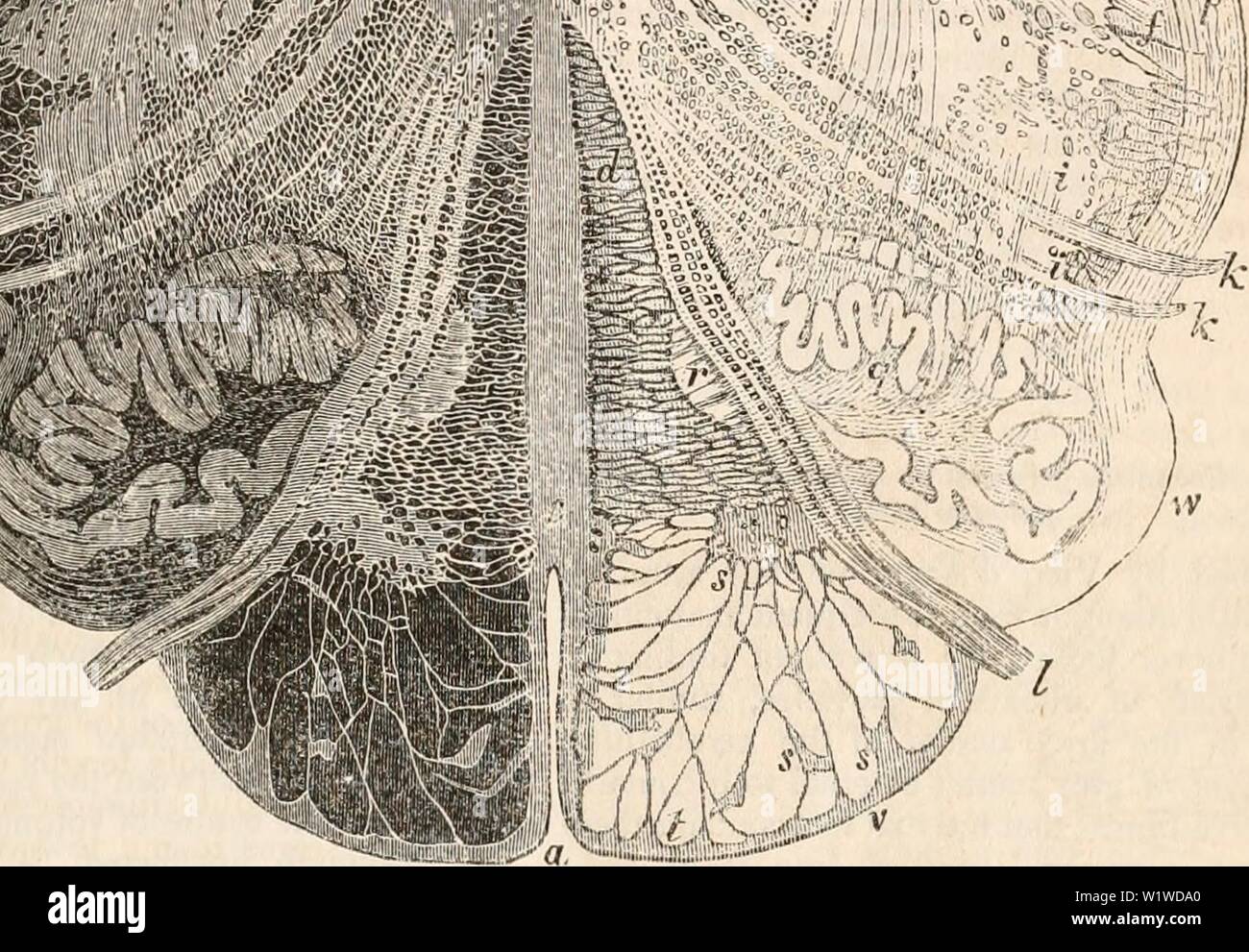 Archive image from page 722 of The cyclopædia of anatomy and. The cyclopædia of anatomy and physiology  cyclopdiaofana03todd Year: 1847 'ii 555=3 .'.: • , ' T / •    Transverse section of the medulla oblongata through the lower third of the olivary bodies. (From Stilling.) Magnified ten diameters. a, anterior fissure ; 6, fissure of the calamus scriptorius; c, raphe; d, anterior columns; e, lateral columns ; f, posterior columns ; g, nucleus of the hypoglossal nerve, containing large vesicles ; h, nucleus of the vagus nerve ; i, i, gelatinous substance ; k, h, roots of the vagus nerve ; I, roo Stock Photo