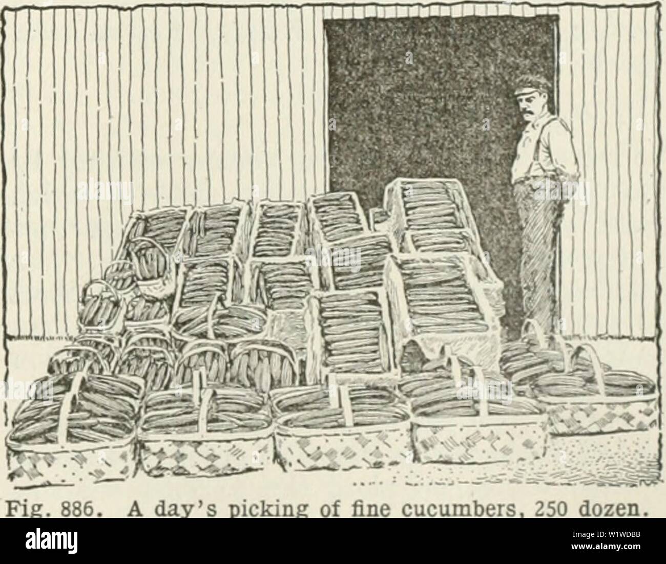 Crop Rotation Clover High Resolution Stock Photography and Images - Alamy