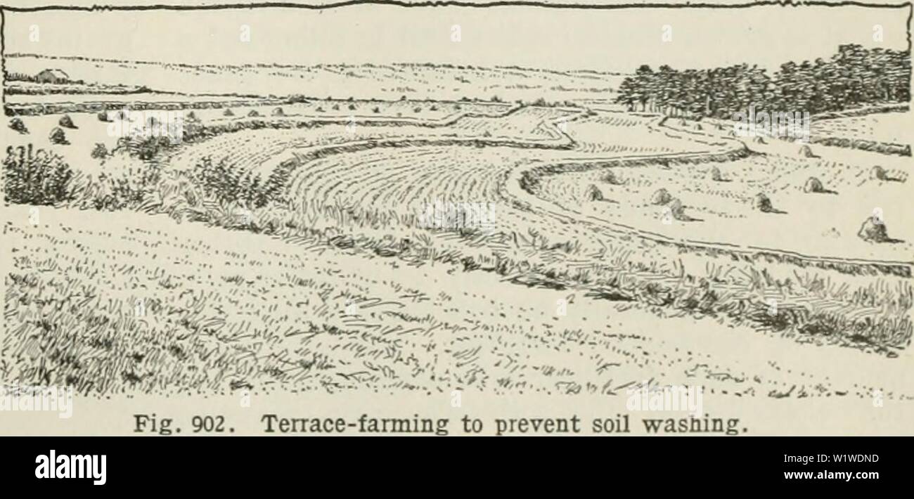 Archive image from page 740 of Cyclopedia of farm crops . Cyclopedia of farm crops : a popular survey of crops and crop-making methods in the United States and Canada  cyclopediaoffarm00bailuoft Year: 1922, c1907 WHEAT WHEAT 667 not been properly timed and cross-fertilization has not followed. By making several identical crosses a sufficient number of seeds can be secured for further plantings. Various methods of growing such seed are sug- gested. Whatever the method followed, it should permit of the greatest possible development of the plants from each individual seed. It will be found that a Stock Photo