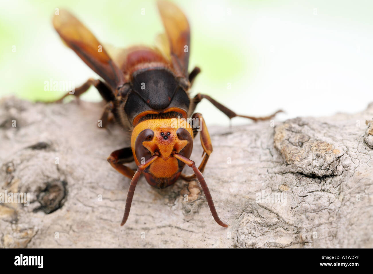Close up of giant hornet on a tree surface in studio shot Stock Photo