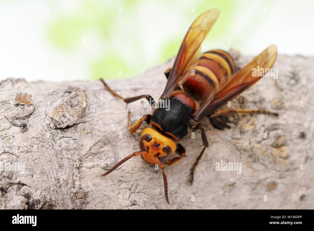 Close up of giant hornet on a tree surface in studio shot Stock Photo