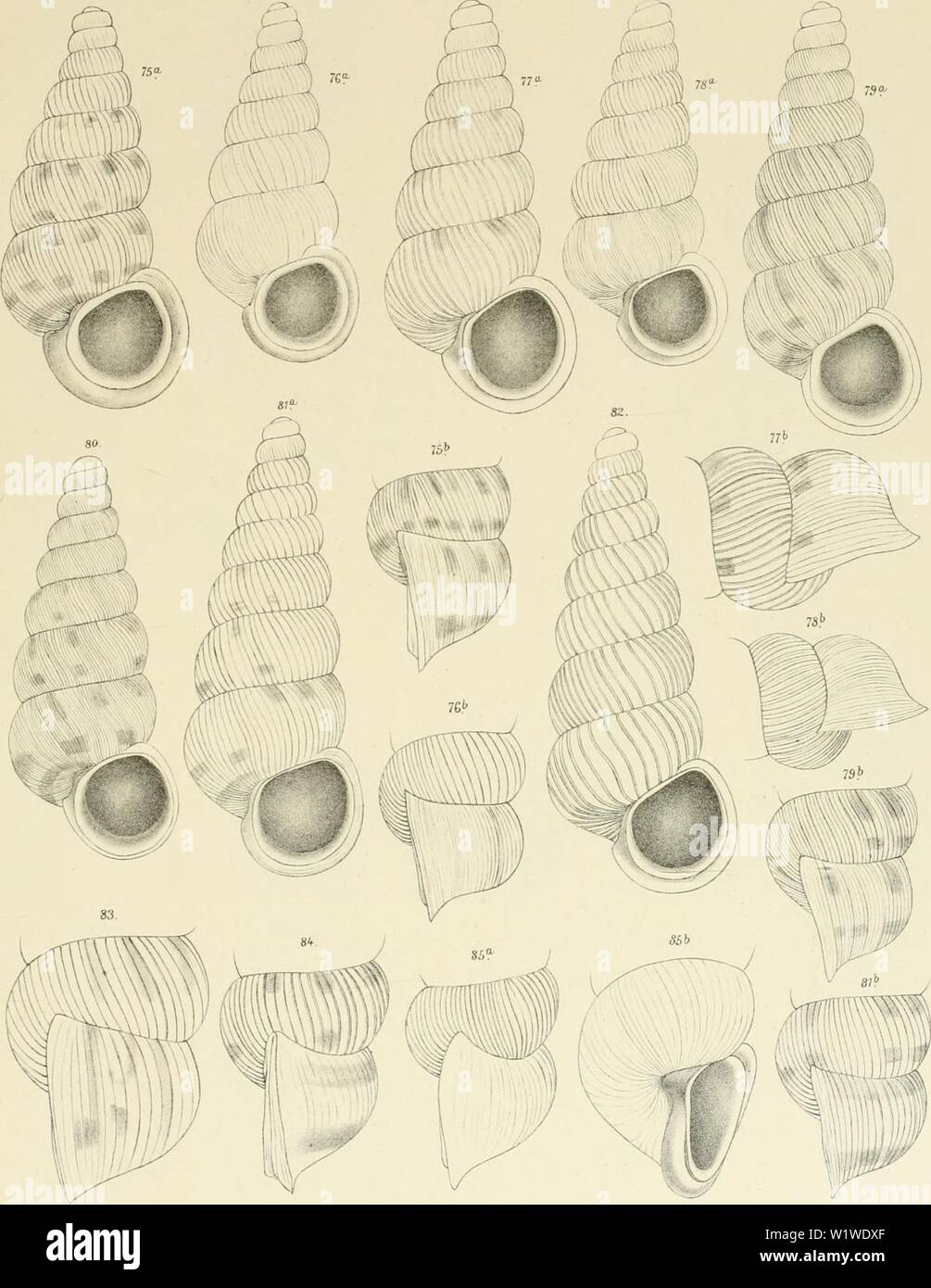 Archive image from page 746 of Denkschriften der Kaiserlichen Akademie der. Denkschriften der Kaiserlichen Akademie der Wissenschaften, Mathematisch-Naturwissenschaftliche Classe  denkschriftender64kais Year: 1897 A.J.Wagner: Monographie der Gattung Pomatias Studer. Taf.Vni.    Jittior Ã¤.iZ. l:ih.Ansl'Tr.j&gt;3riivsT:r./?.isji. IJeiikschririen d kais. Akad. d. Wiss. niath â luÃ¼uiw. Classe, JidL-Xn: Stock Photo