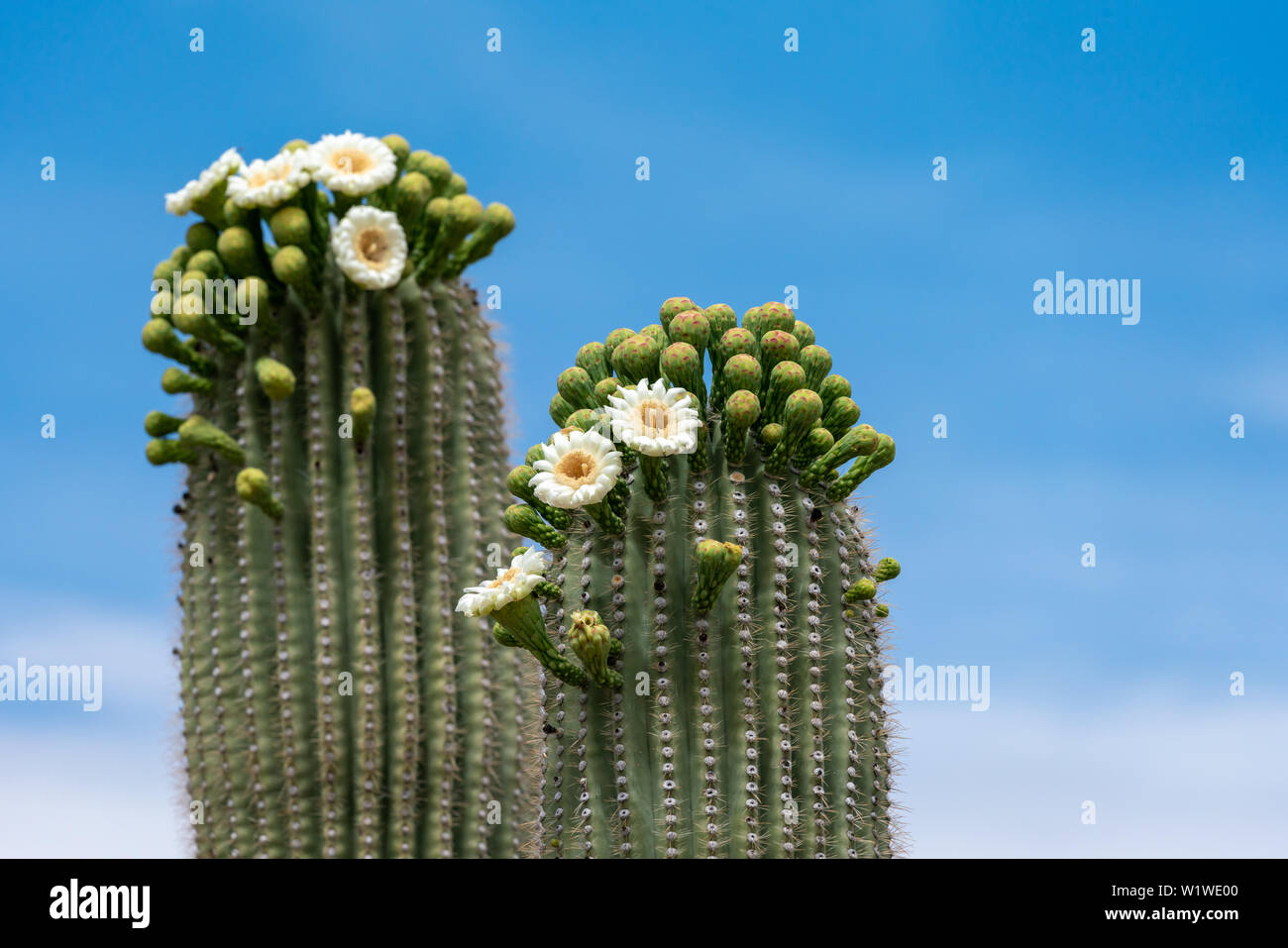 Saguaro Cactus Flowers on top against sky Stock Photo