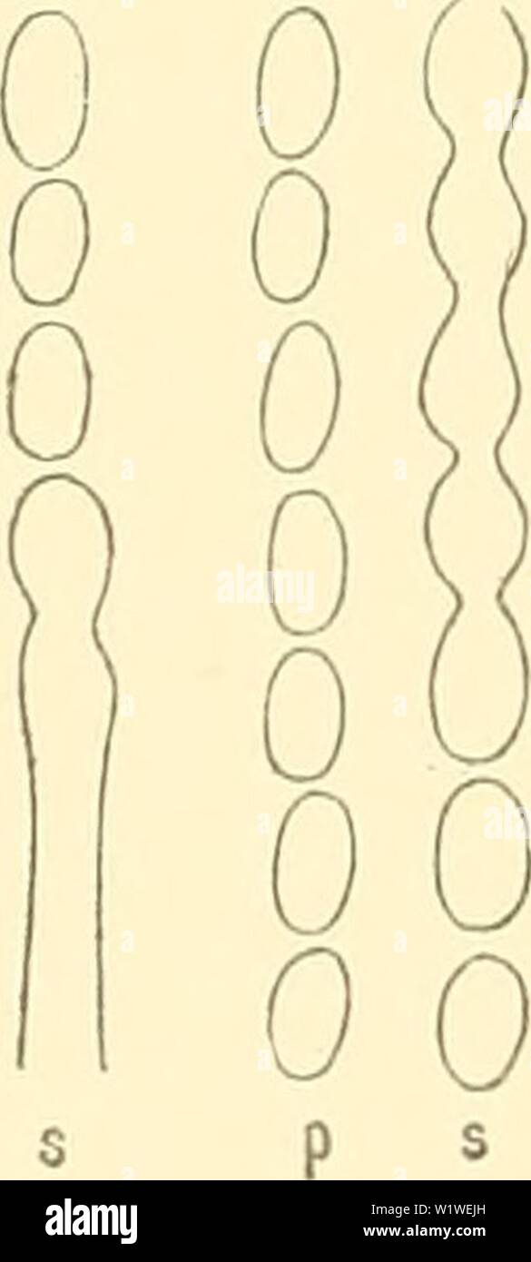 Archive image from page 789 of Denkschriften der Kaiserlichen Akademie der. Denkschriften der Kaiserlichen Akademie der Wissenschaften, Mathematisch-Naturwissenschaftliche Classe  denkschriftender57kais Year: 1890 Fig. 30. Fig. 31. Fig. 32. P Stock Photo