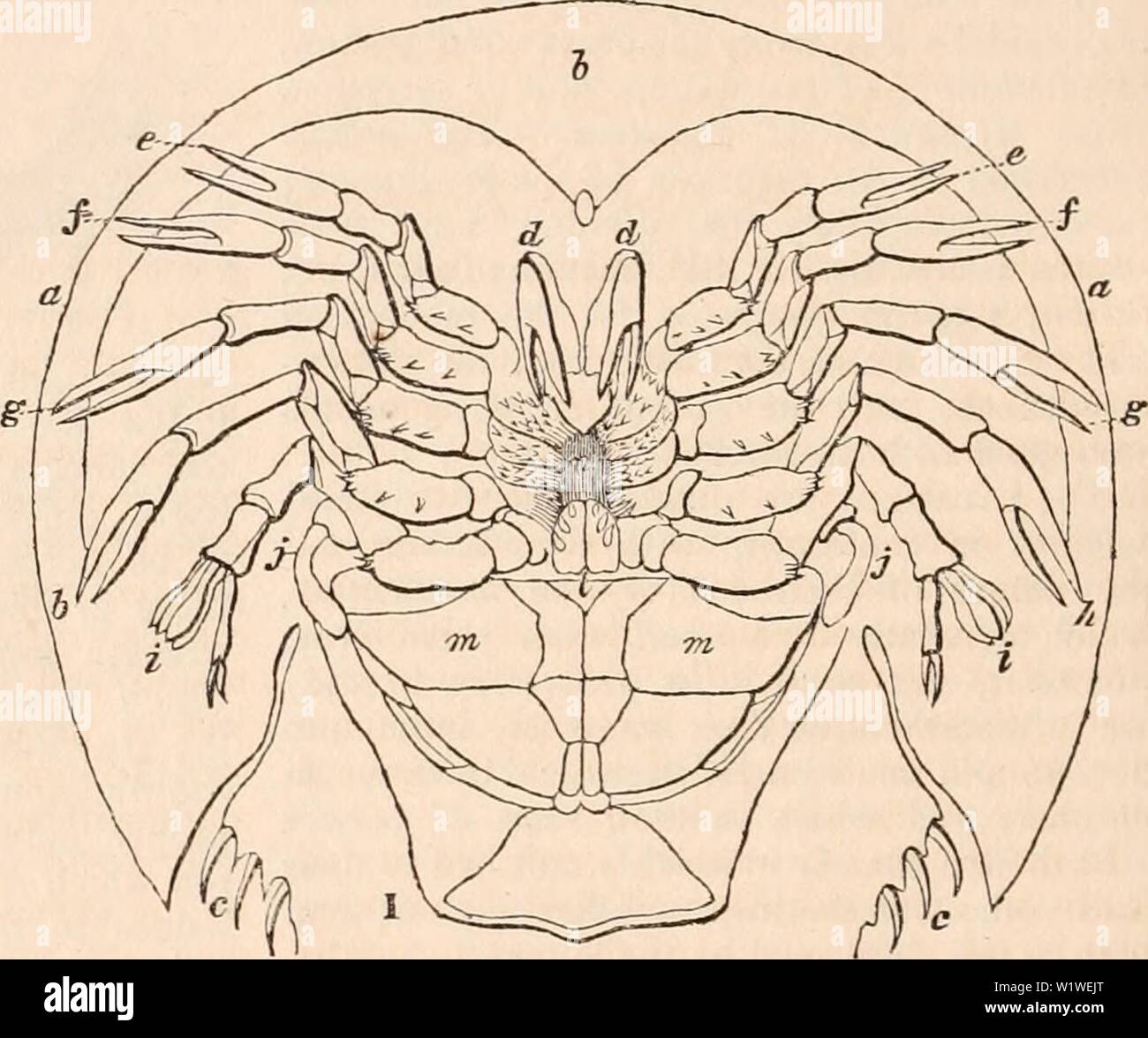 Archive image from page 787 of The cyclopædia of anatomy and. The cyclopædia of anatomy and physiology  cyclopdiaofana01todd Year: 1836 Limulus polypheaua, (ventral aspect.) a, carapace; b, frontal portion of the carapace; c, thorax ; d, chelifera; e,f, y, h, i,.j, legs, the basilar portions of which surround the mouth and act as mandibles ; /, under-lip ; m, branchial or lamellii'orm appendages ; n, mouth. itself under the shape of two thin and much expand- ed laminae which serve as a kind of broad operculum to cover the whole of the oral apparatus. Starting from this complication of structur Stock Photo