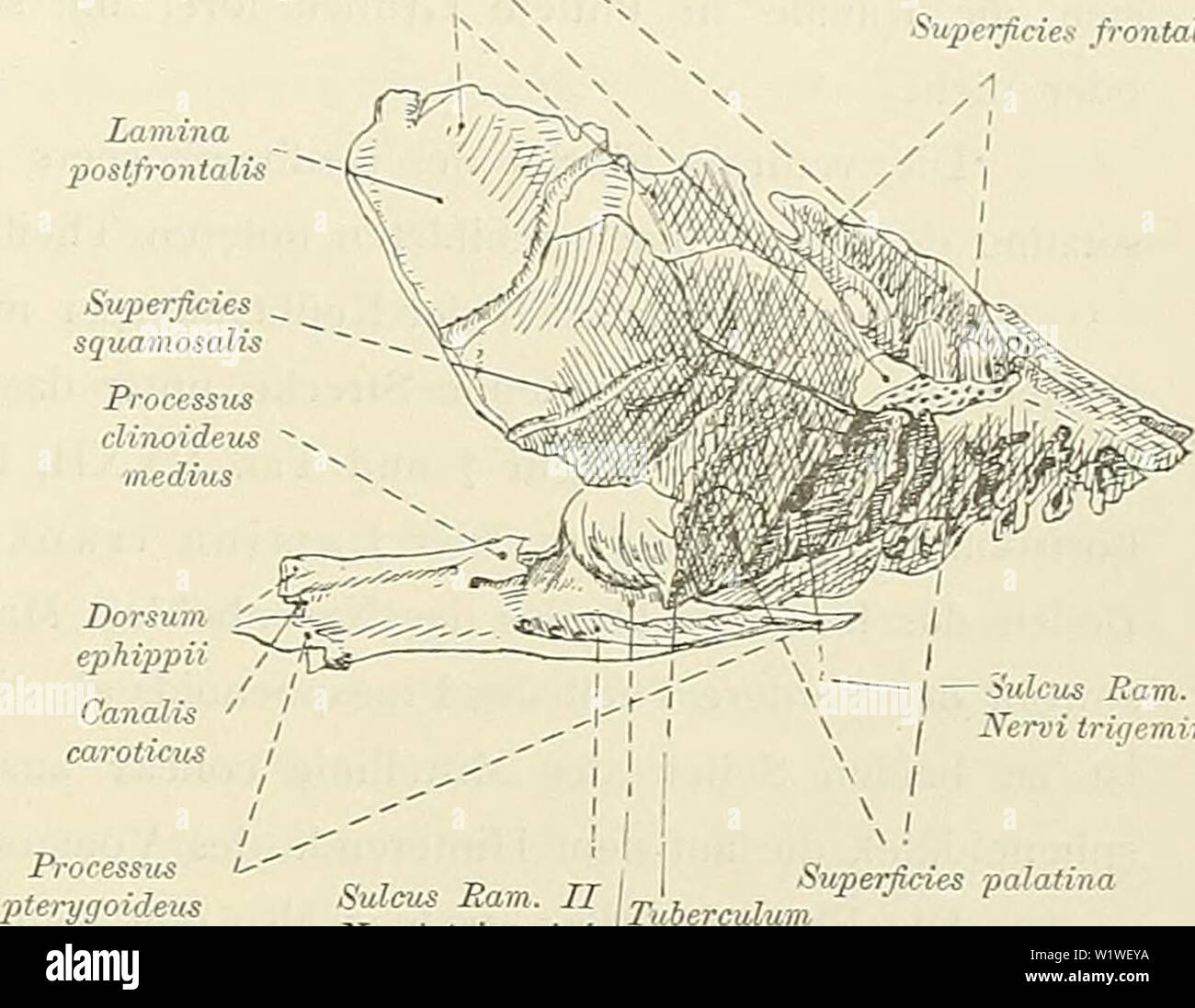 Pterygoideus Stock Photos Pterygoideus Stock Images Alamy