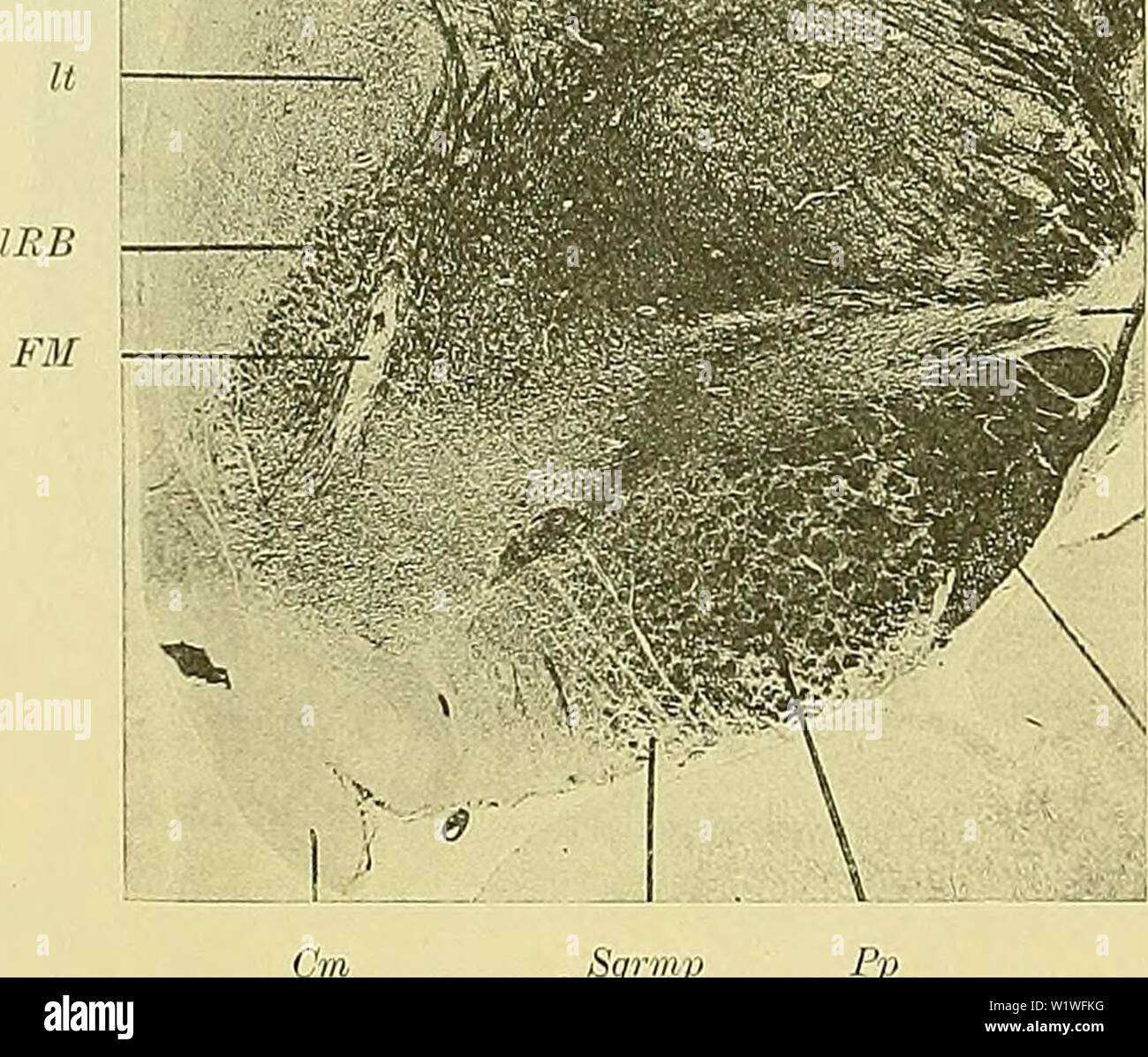 Archive image from page 855 of Denkschriften der Medicinisch