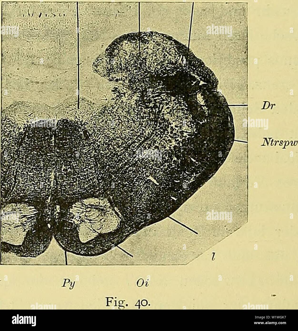 Archive image from page 923 of Denkschriften der Medicinisch