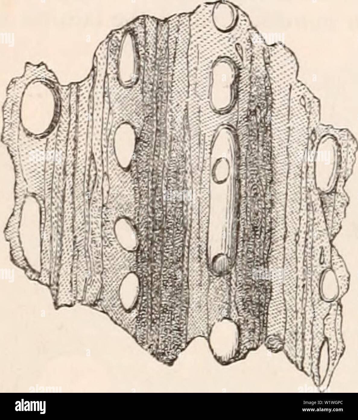 Osseous tissue hi-res stock photography and images - Alamy