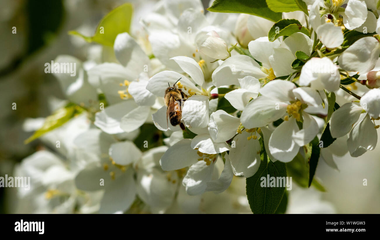 White crabapple blossom with western honey bee (Apis mellifera) pollinating Colorado, USA Stock Photo